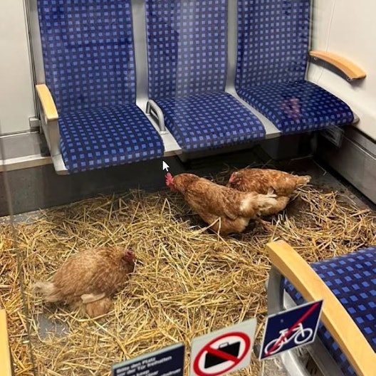 Hühner auf Stroh. Man sieht noch die Sitze der S-Bahn.