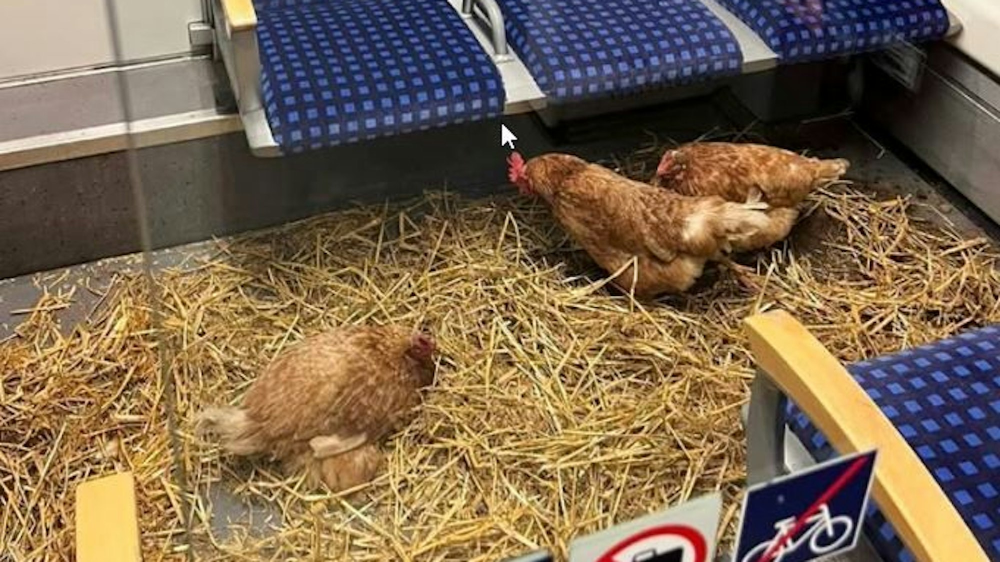 Hühner auf Stroh. Man sieht noch die Sitze der S-Bahn.