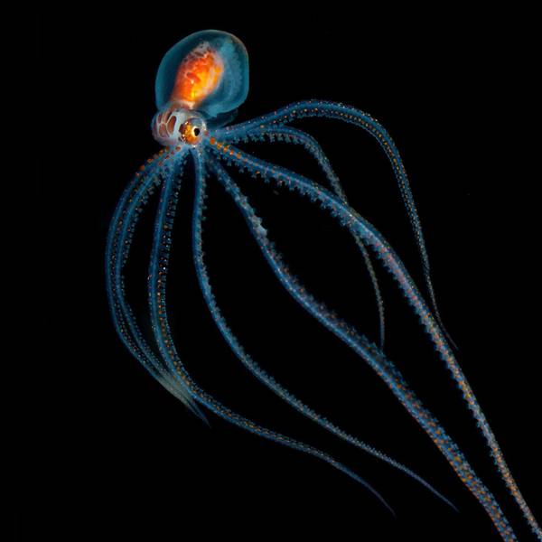 Glasoktopus