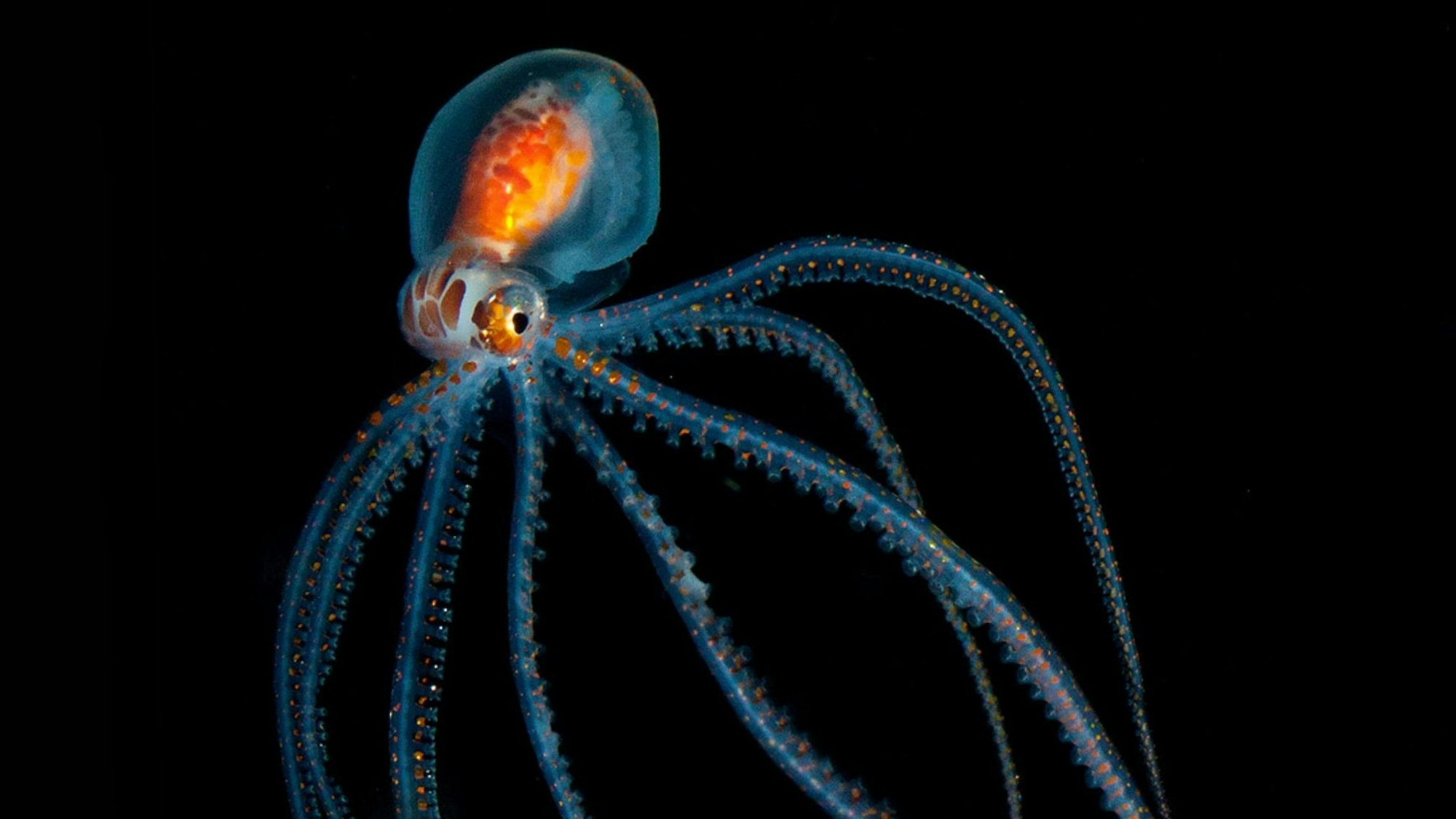 Glasoktopus