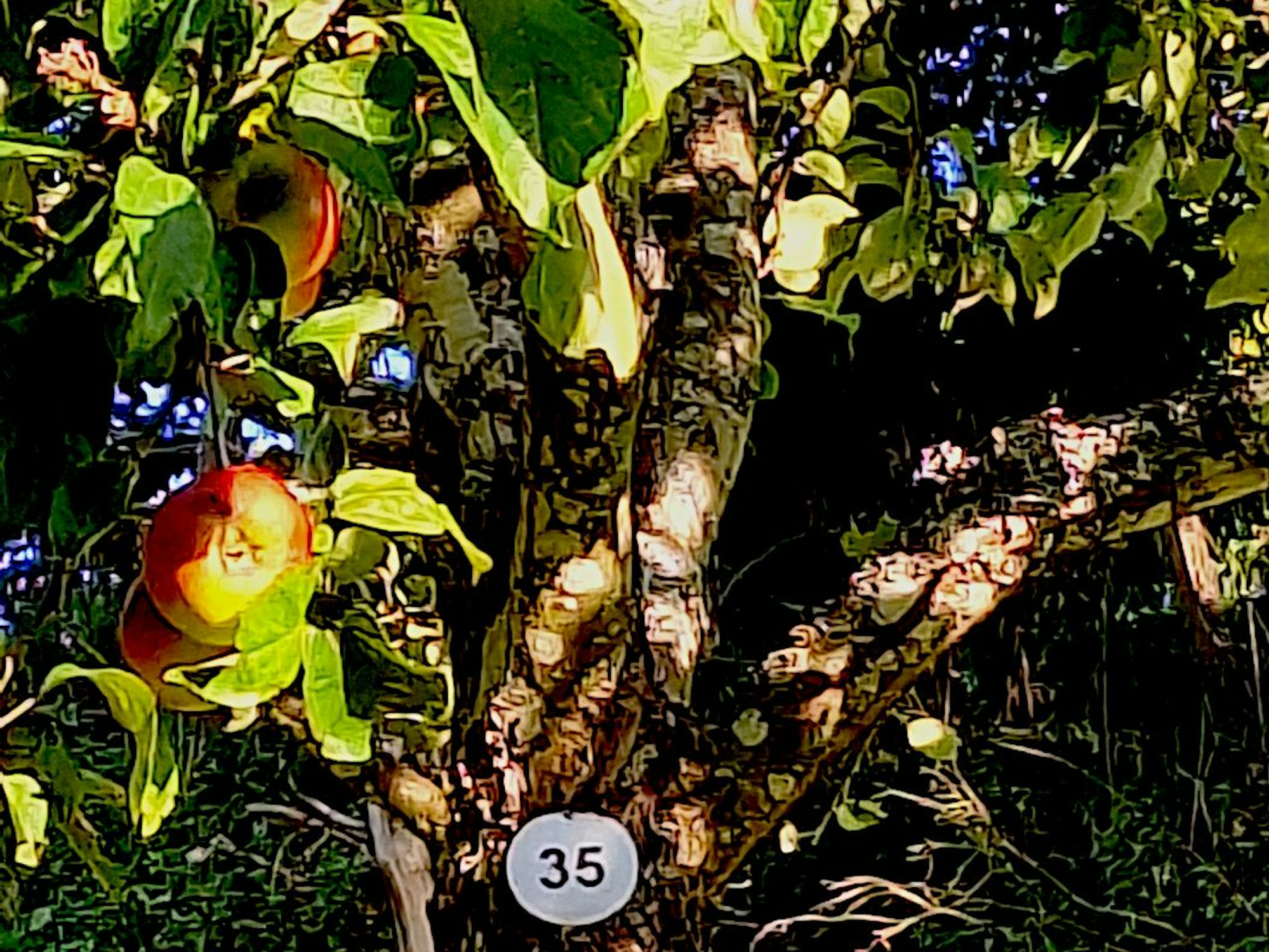 Das Bild zeigt einen Apfelbaum mit Früchten und einem runden Nummernschild.