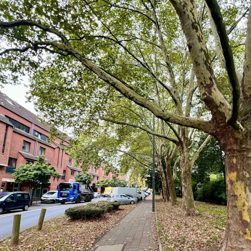 Alter Baumbestand entlang der Karlstraße in Porz Mitte.