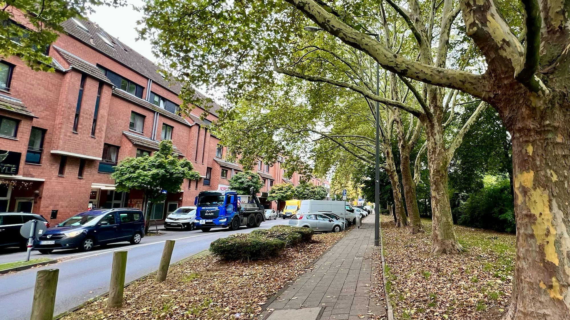 Alter Baumbestand entlang der Karlstraße in Porz Mitte.