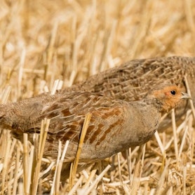 Ein Rebhuhnpaar auf einem abgeernteten Feld in Sankt Augustin.