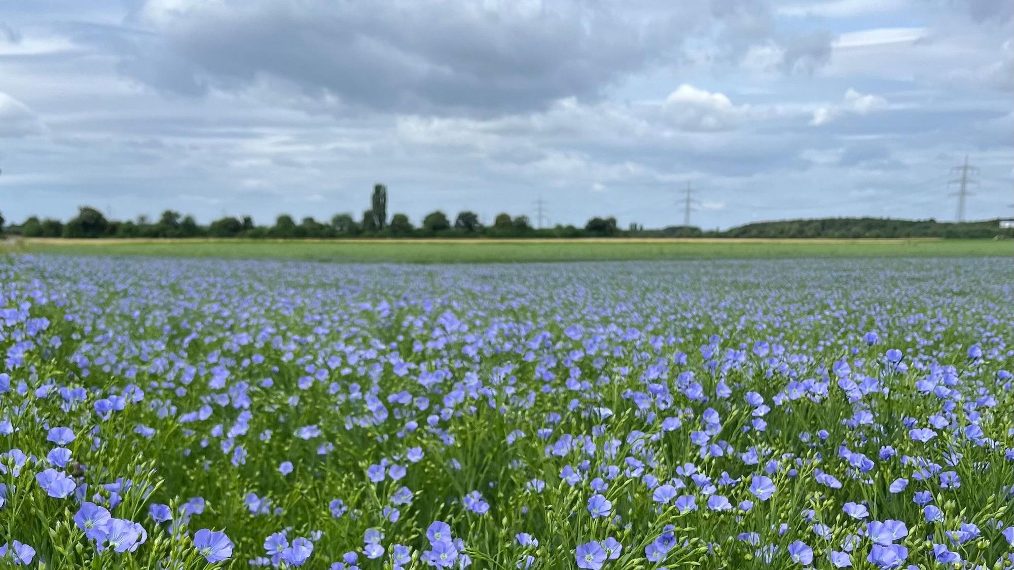 blühender Lein in Niederkassel-Uckendorf