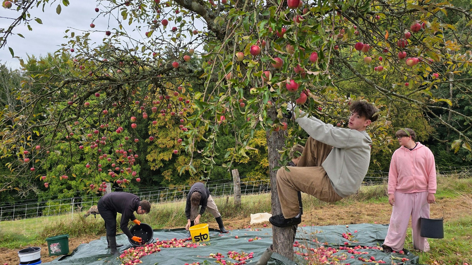 Ein junger Mann klettert bei einer Apfelernte in einen Baum.