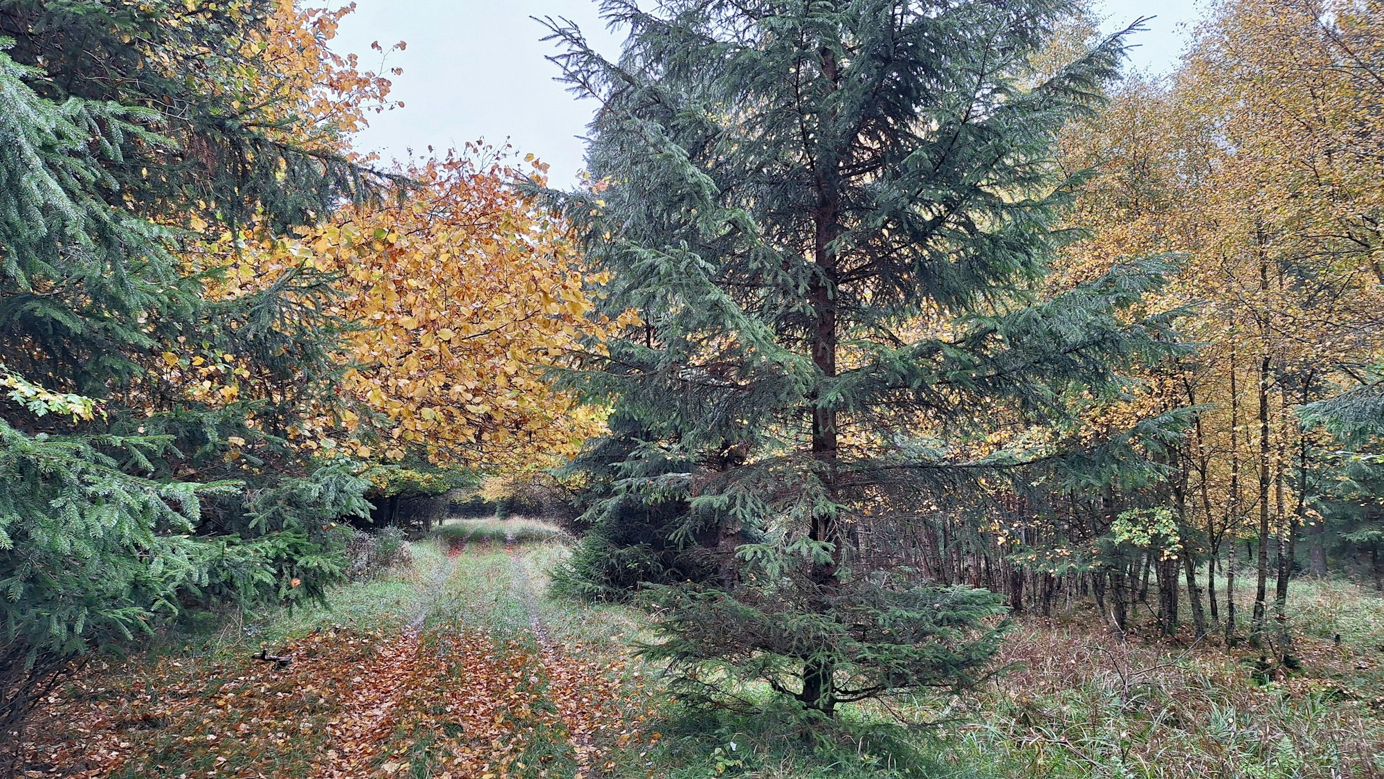 Ein Weg führt zwischen Nadelbäumen hindurch auf Laubbäume zu, deren Blätter bunt verfärbt sind.