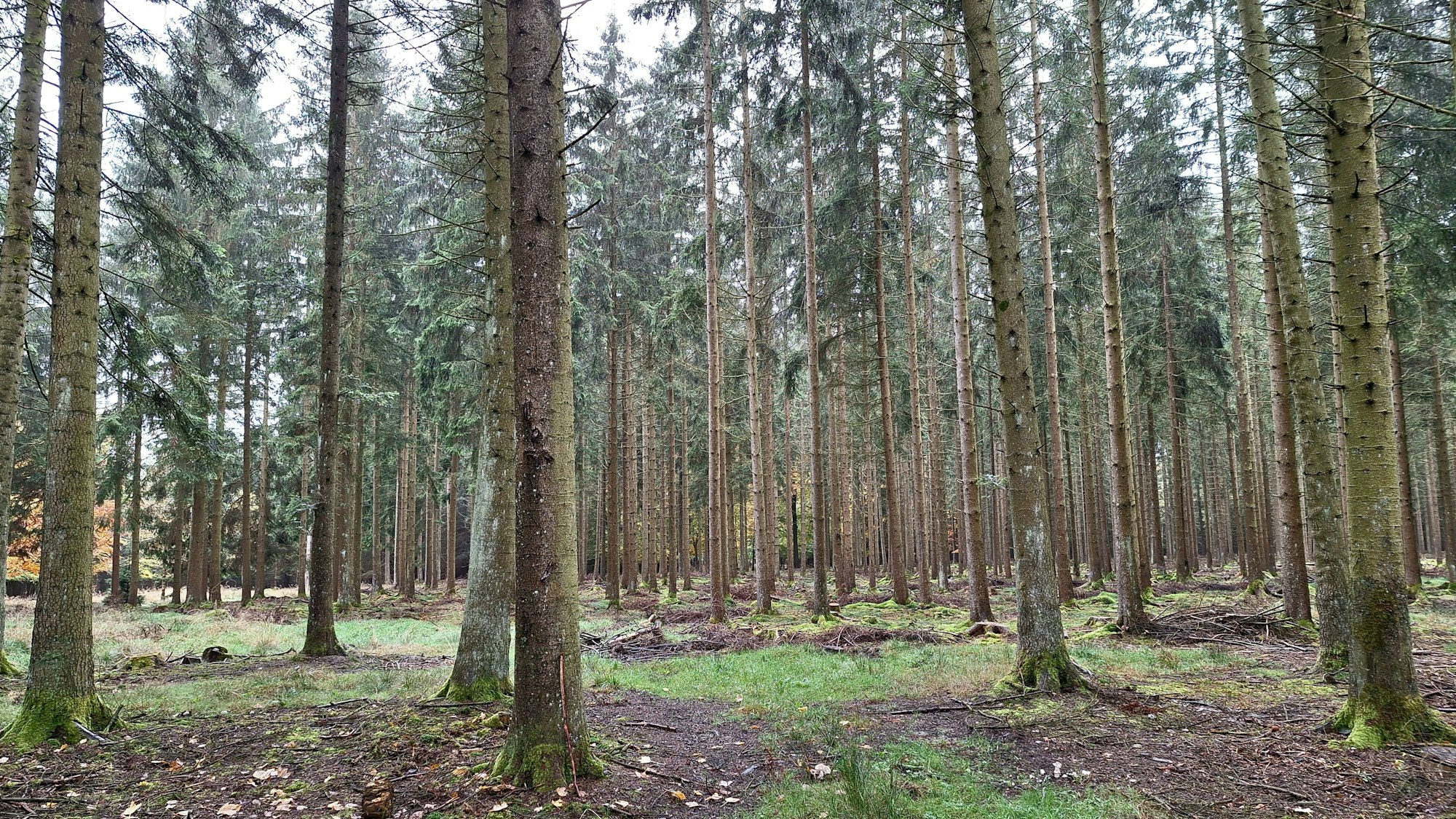 Das Bild zeigt eine Fichtenkultur.