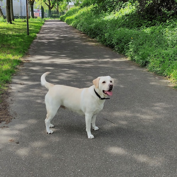 Um diesen Labrador drehte sich der Krimi, der vor dem Kölner Amtsgericht verhandelt wurde.
