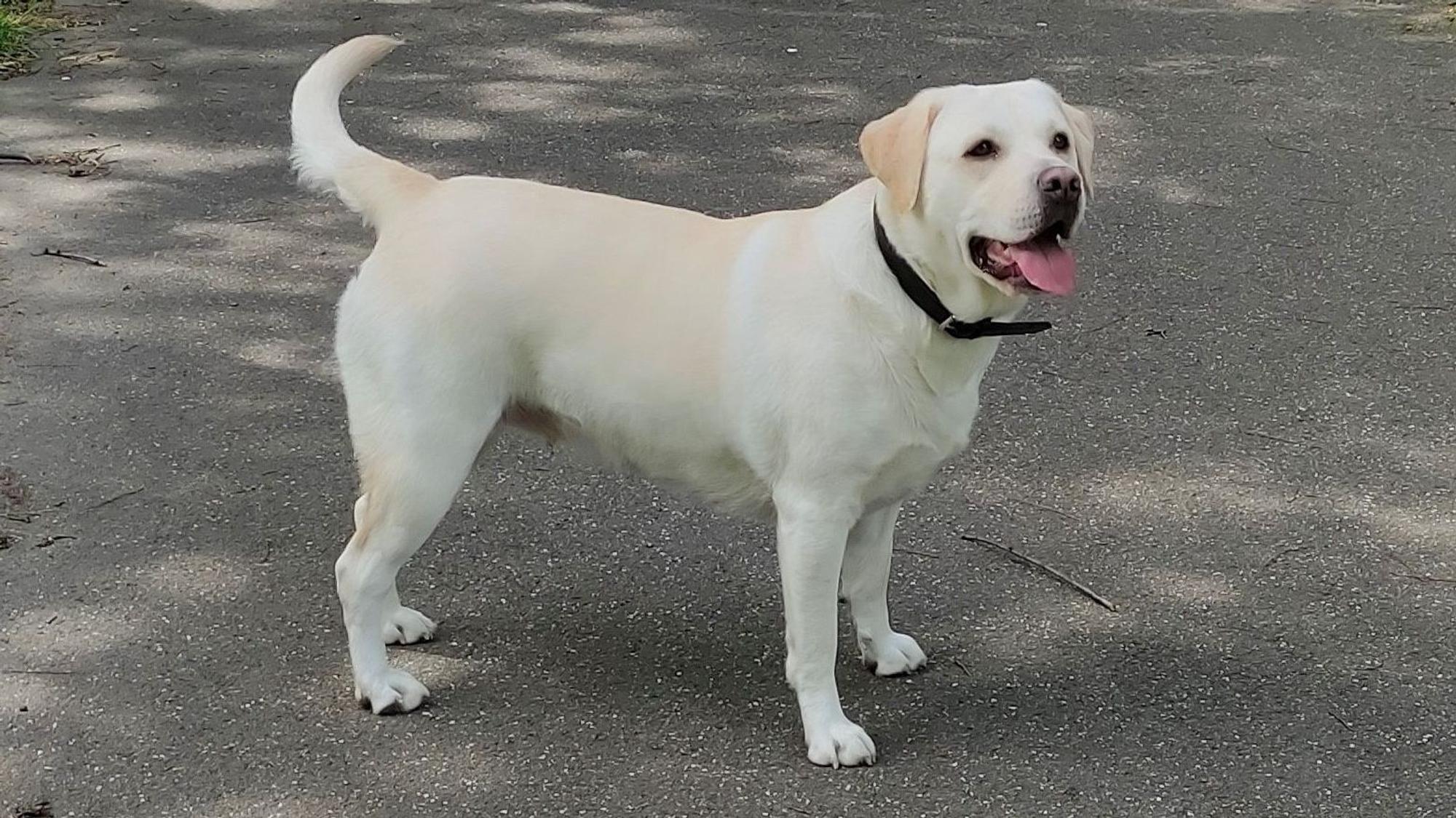 Um diesen Labrador drehte sich der Krimi, der vor dem Kölner Amtsgericht verhandelt wurde.