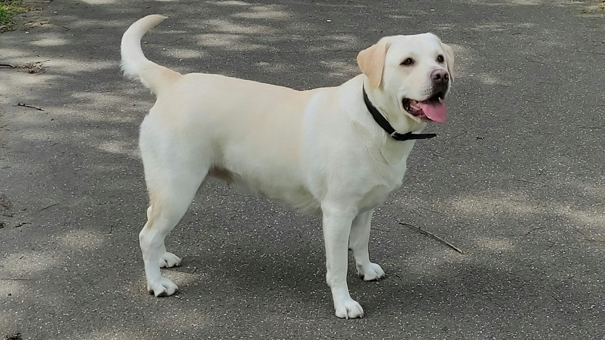 Um diesen Labrador drehte sich der Krimi, der vor dem Kölner Amtsgericht verhandelt wurde.
