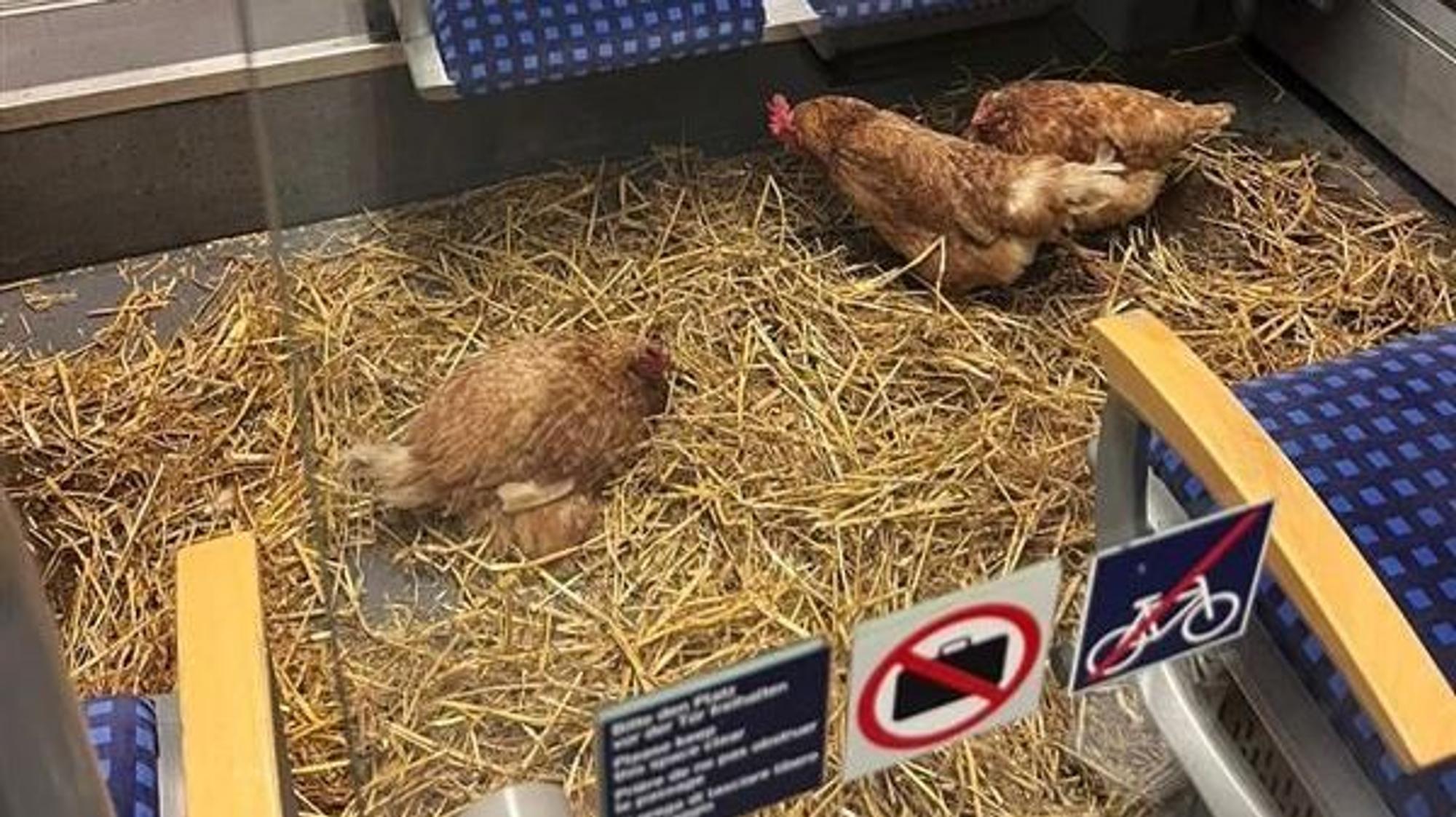 Drei Hühner in der ersten Klasse auf Stroh.