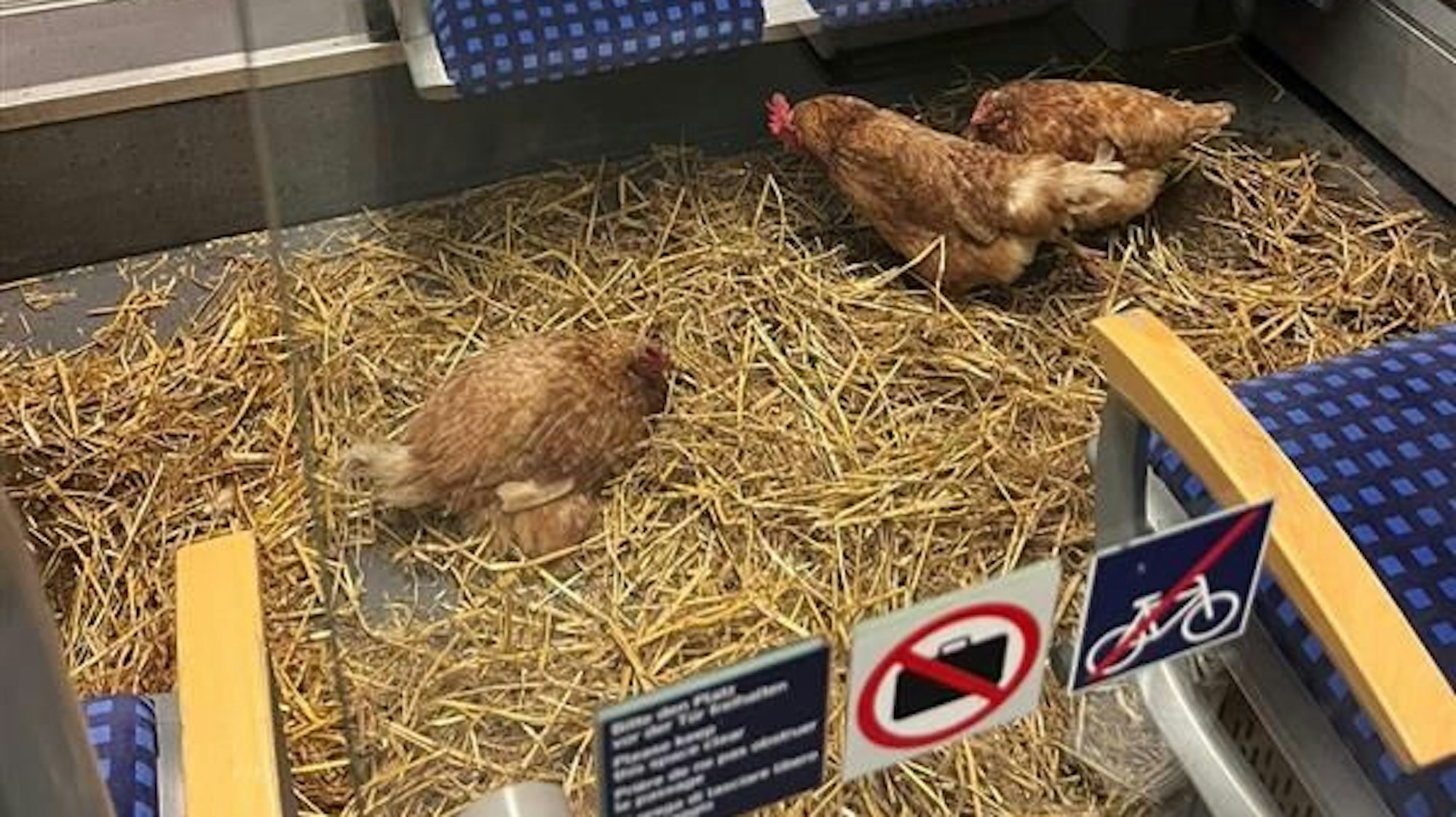 Drei Hühner in der ersten Klasse auf Stroh.