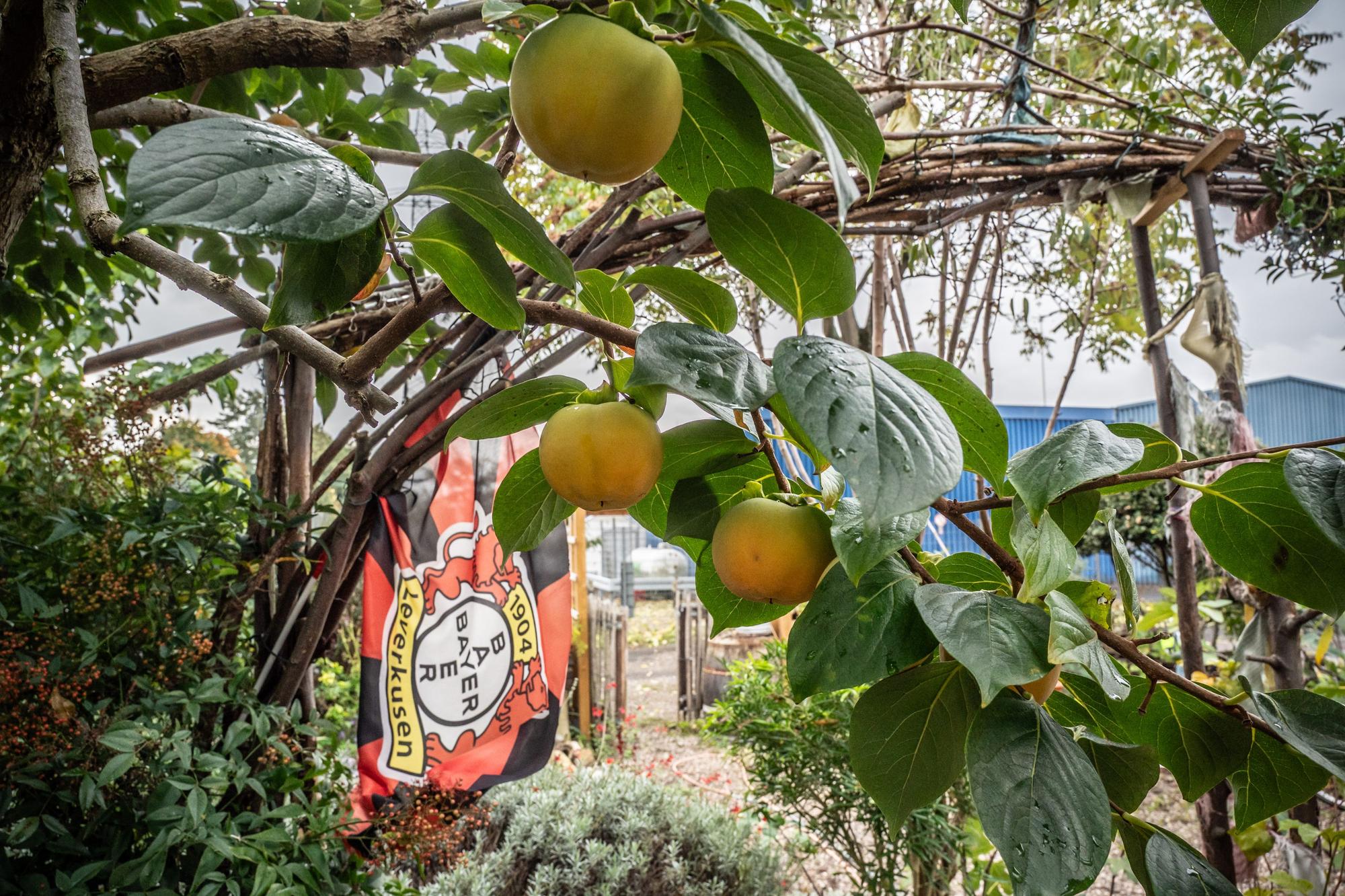 Im Garten von Ulrich Erxleben in Manfort wachsen etwa 500 verschiedene essbare Pflanzen. Bild: Ralf Krieger