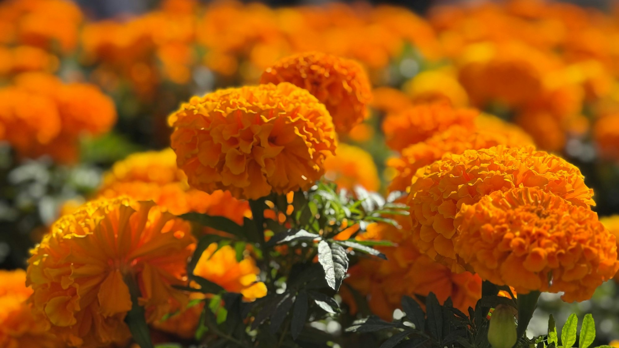 Eine Blütenpracht lädt gerne zum Fotografieren ein.