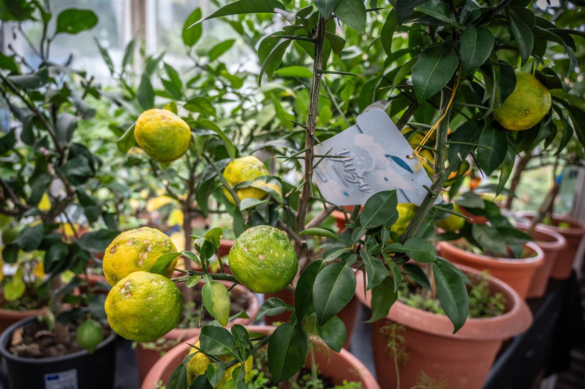 Im Garten von Ulrich Erxleben in Manfort wachsen etwa 500 verschiedene essbare Pflanzen. Bild: Ralf Krieger