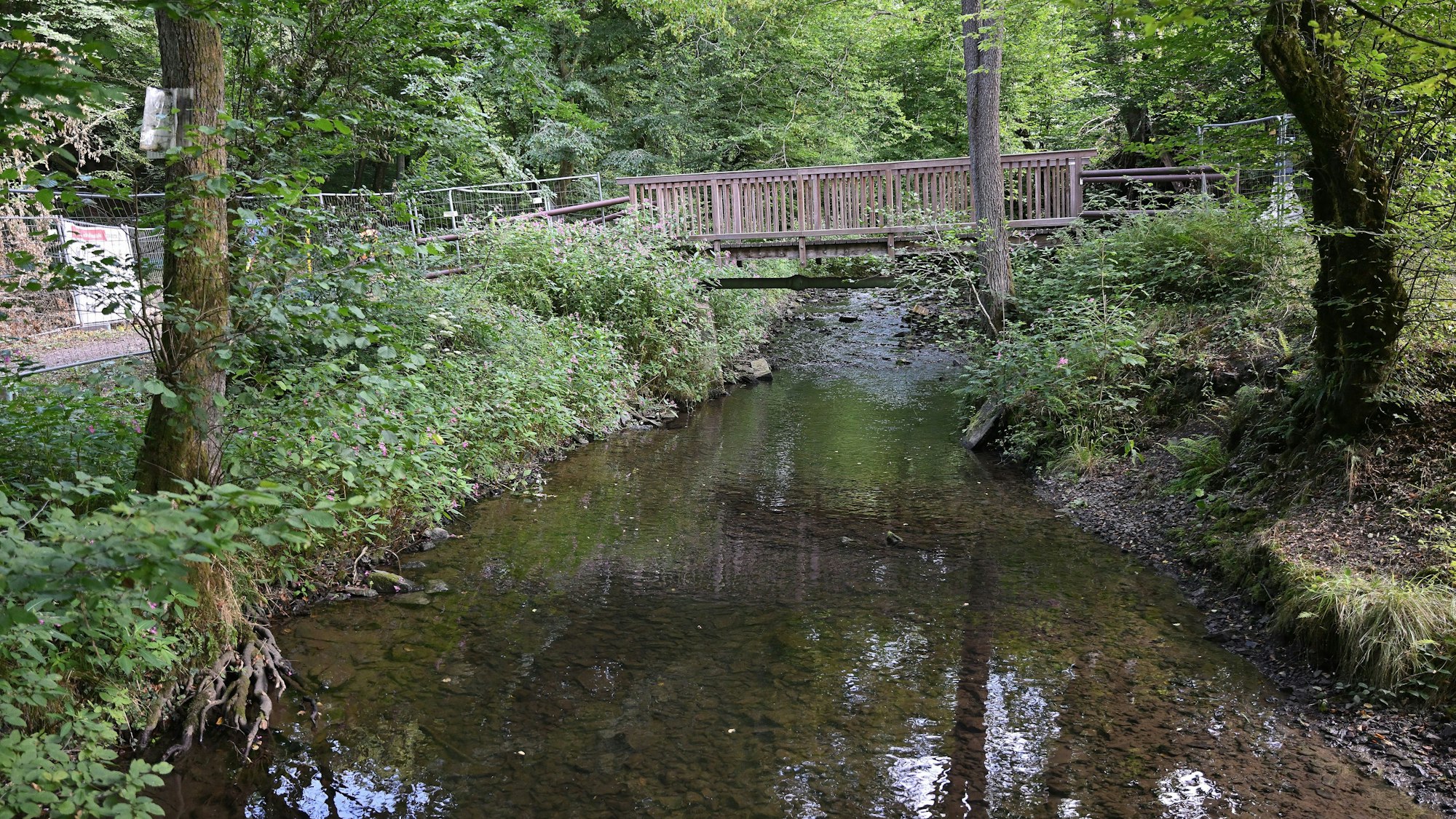 Eine Brücke führt über einen Bach im Wald.
