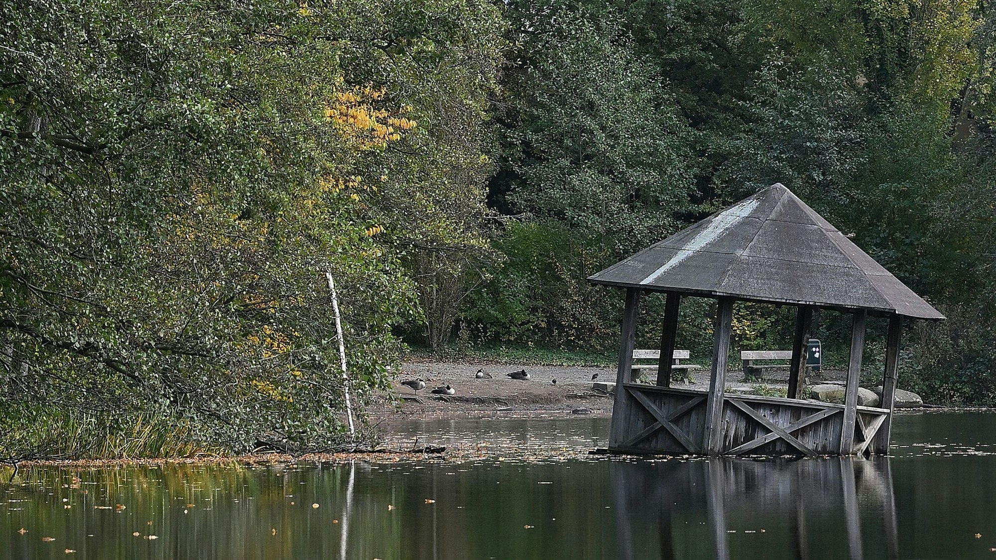 Der Holzpavillon im Saaler Mühlenteich versinkt im Wasser.