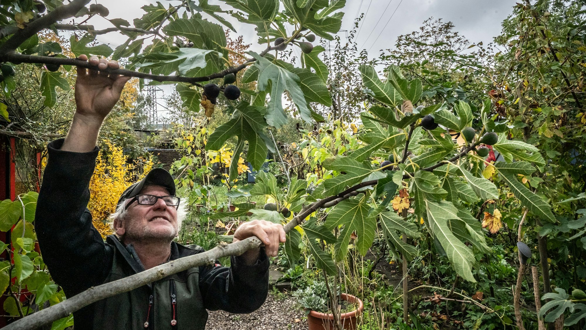 Im Garten von Ulrich Erxleben in Manfort wachsen etwa 500 verschiedene essbare Pflanzen. Bild: Ralf Krieger