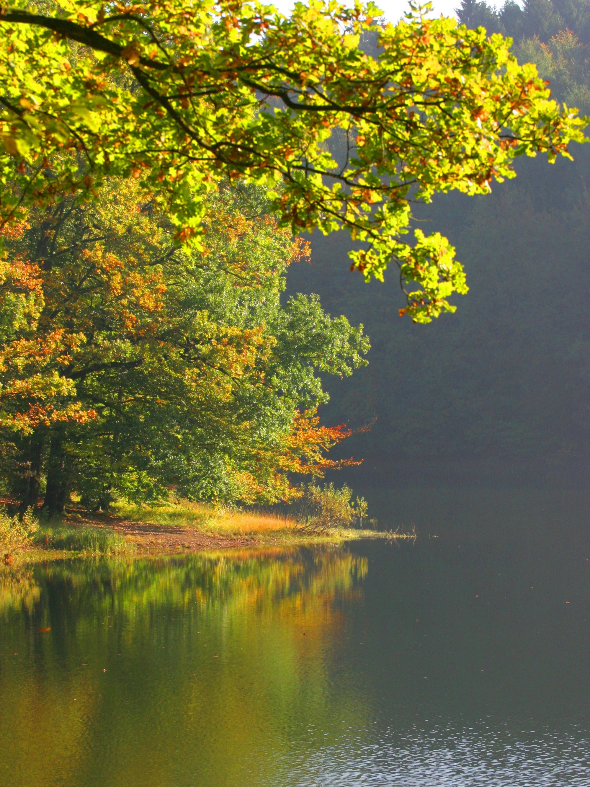 Goldenes Herbstlaub spiegelt sich im Wasserspiegel der Neyetalsperre bei Wipperfürth.
