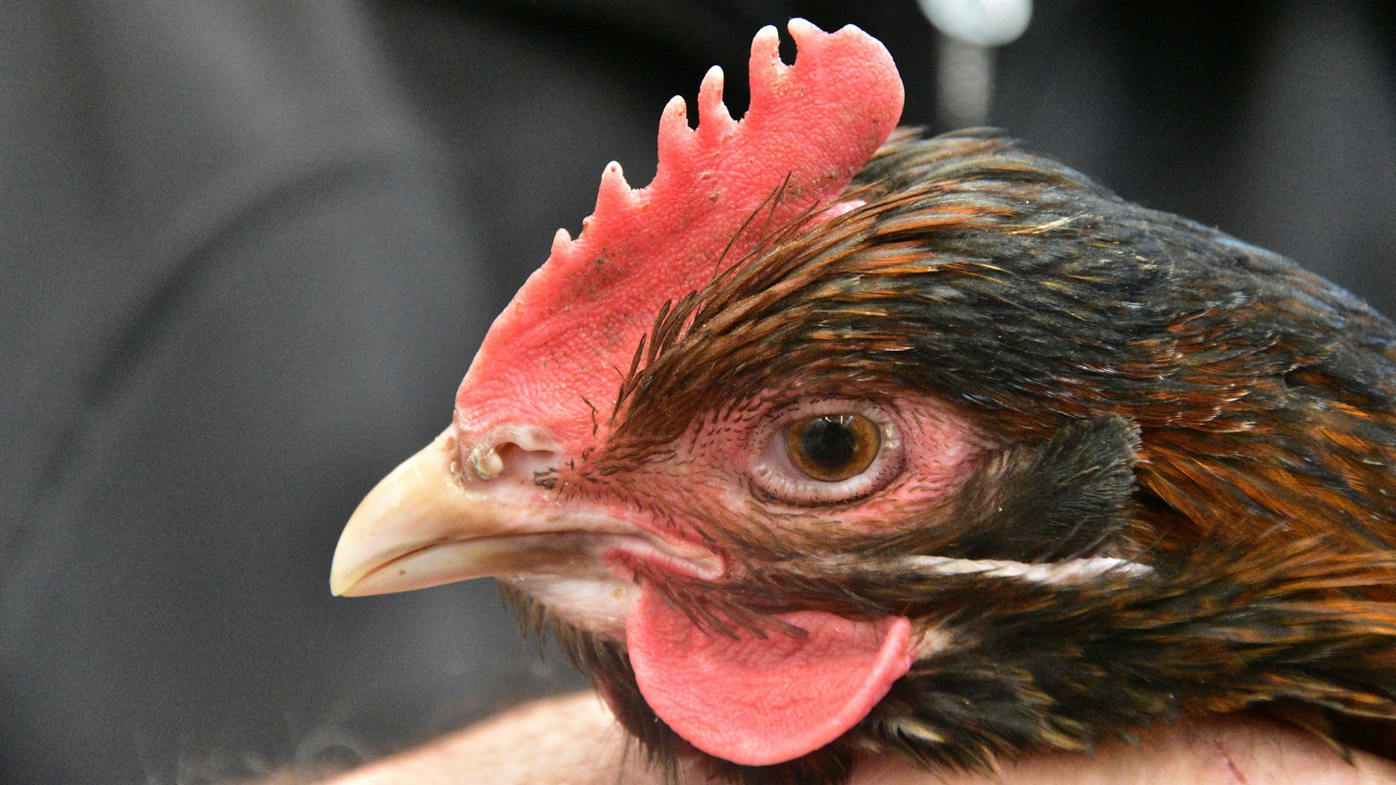 Ein abstehendes M in der Mitte des Kamms. Ein Merkmal, das nicht optimal ist, aber trotzdem schön sein kann.