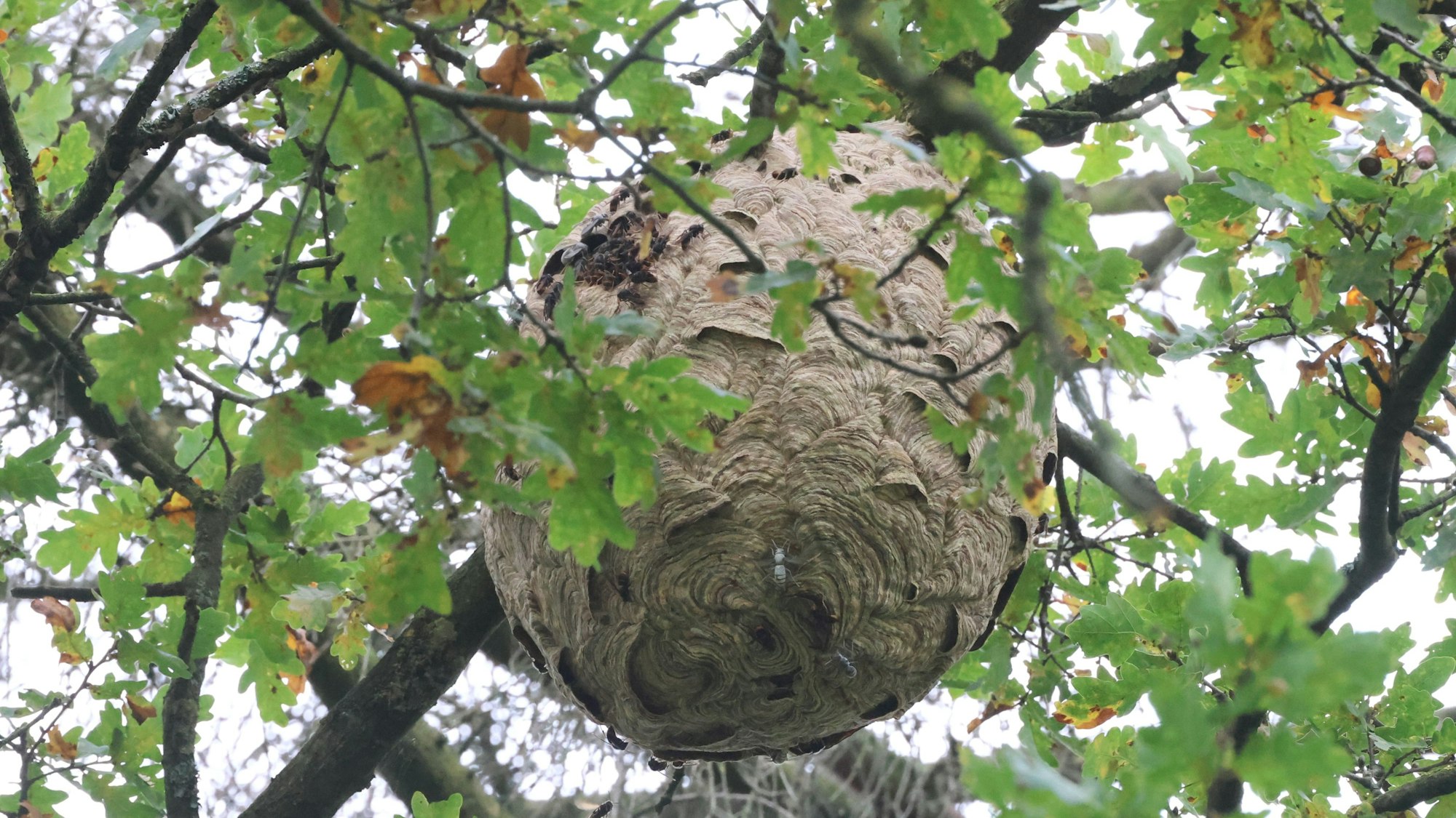 Ein Hornissennest hängt in einem Baum.