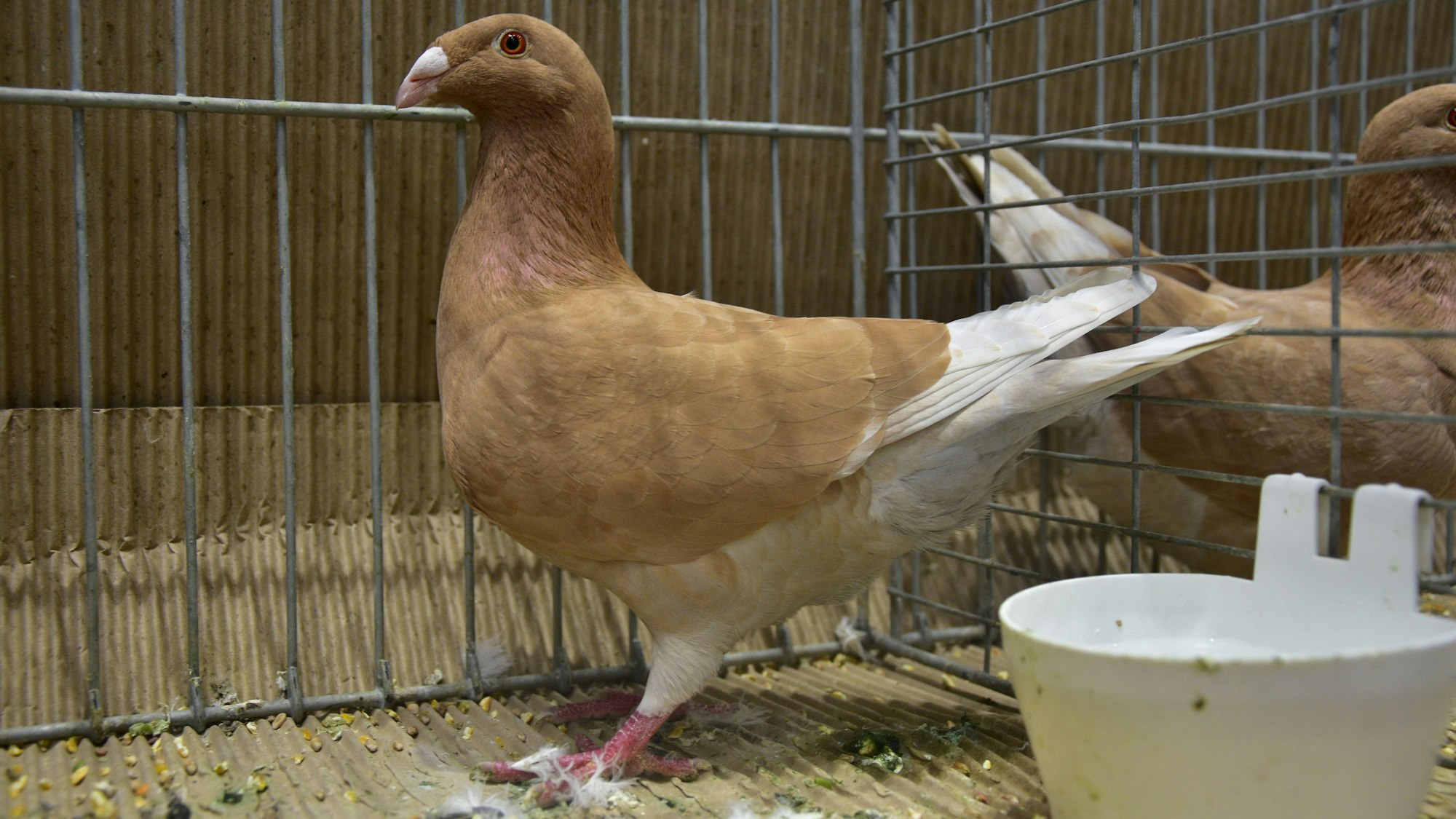 Beliebt bei Züchtern: die hübsche niederländische Brieftaube.