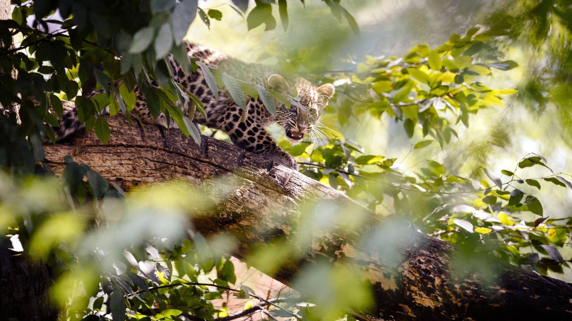 Leopardenweibchen Azisam brachte 2019 zwei Jungtiere zur Welt (Archiv)