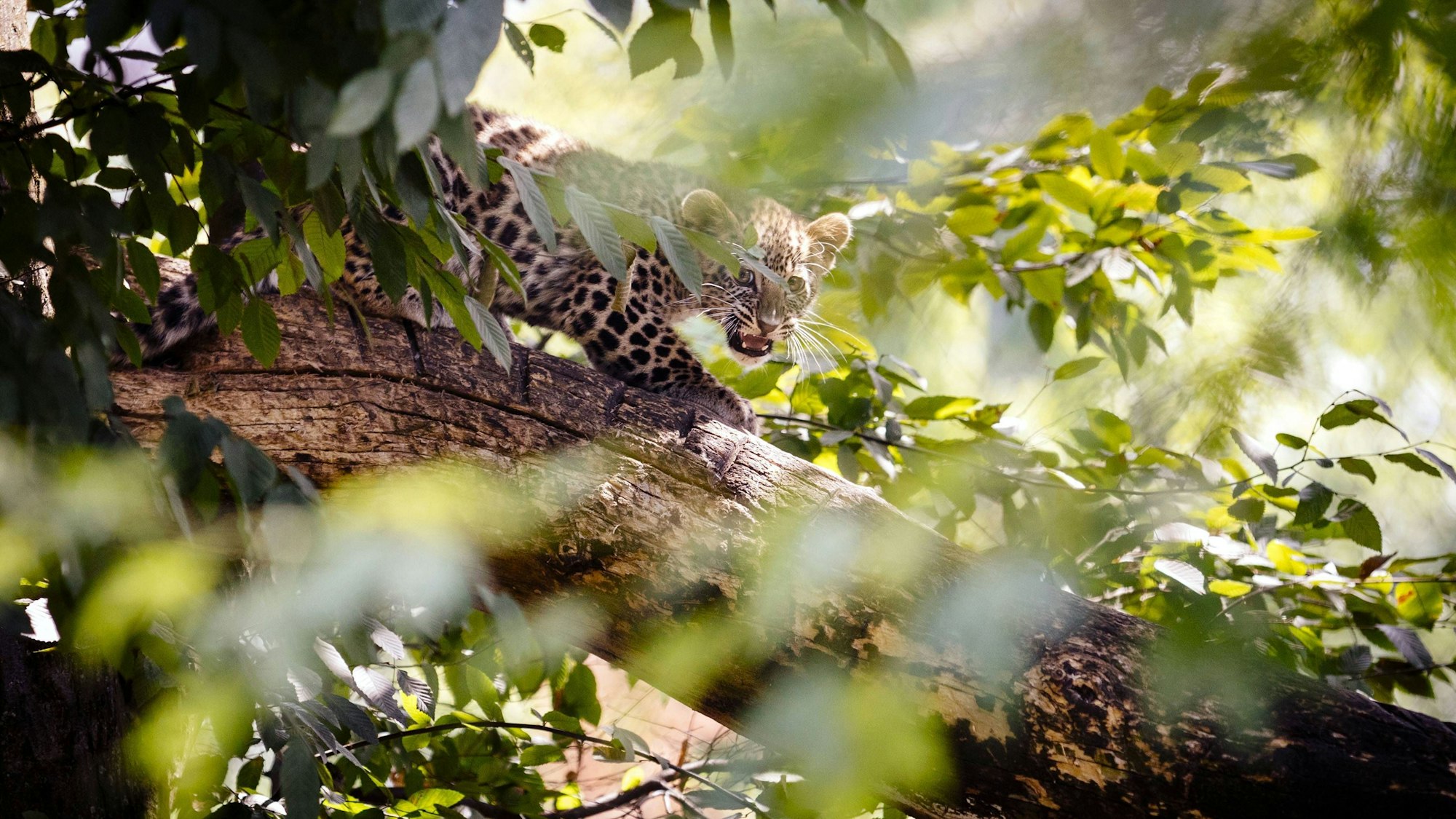 Leopardenweibchen Azisam brachte 2019 zwei Jungtiere zur Welt (Archiv)