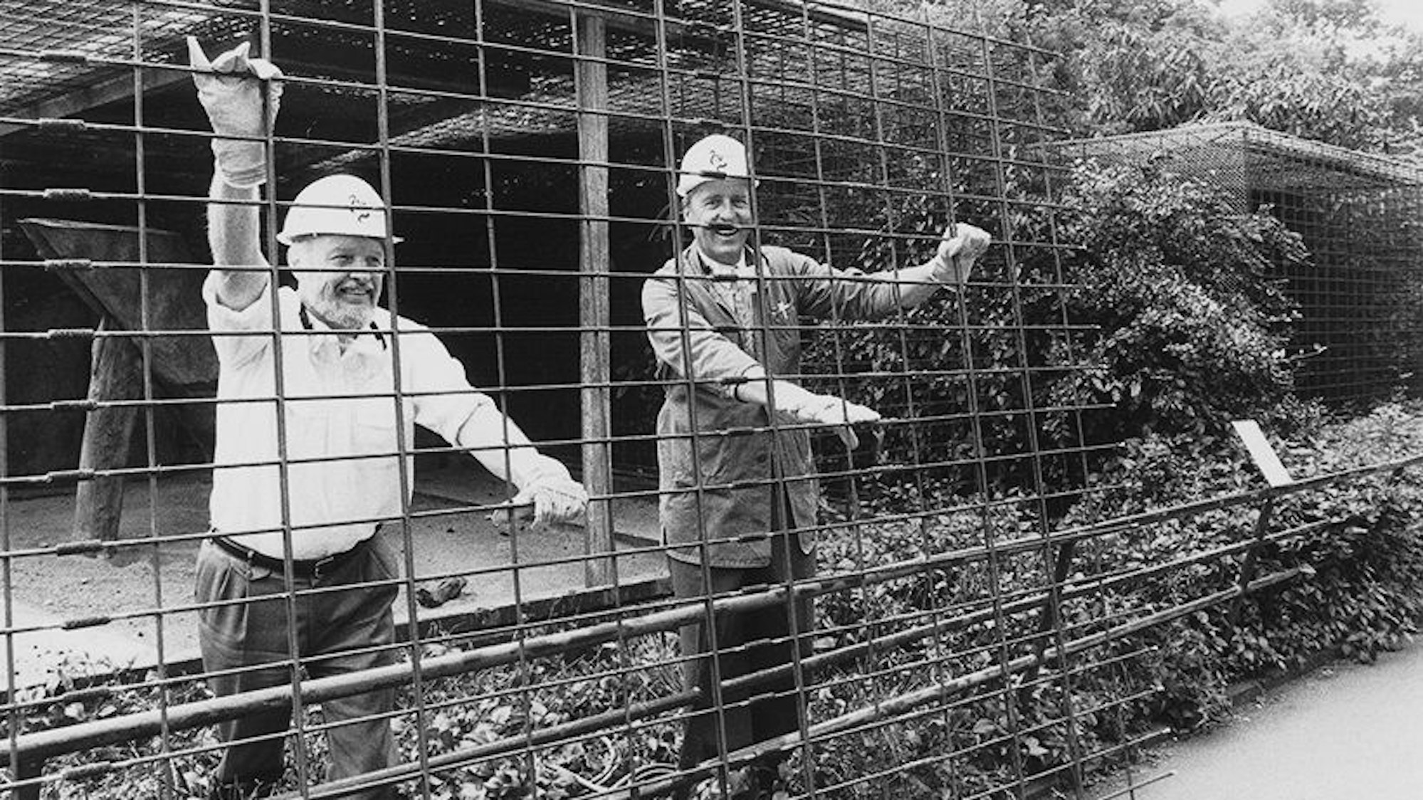 Die Zeit der Käfighaltung ist vorbei, Zoodirektor Gunther Nogge (l.) hilft 1994, die alten Leopardenkäfige zu demontieren.