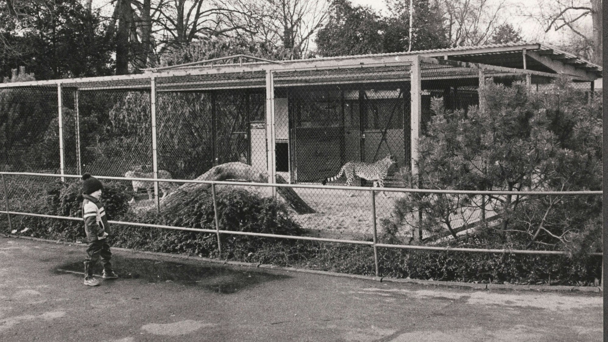 Mitte der 1990er Jahre endete die Zeit der Käfighaltung im Zoo (Archivbild)