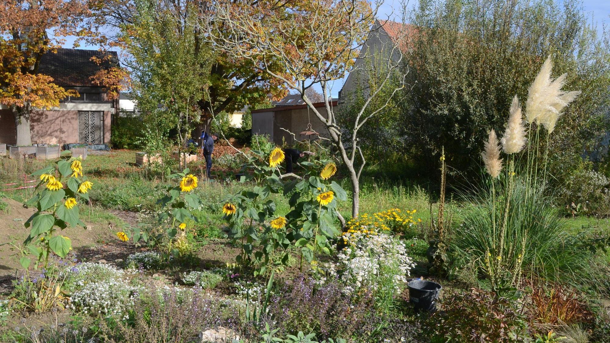 Ein herbstlicher Garten, Sonnenblumen und Pampasgras.