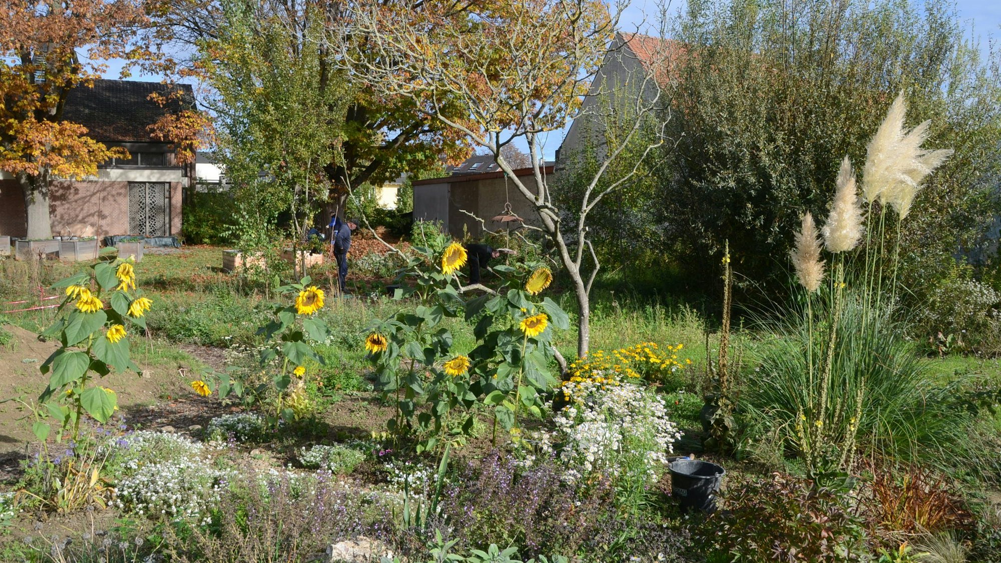 Ein herbstlicher Garten, Sonnenblumen und Pampasgras.