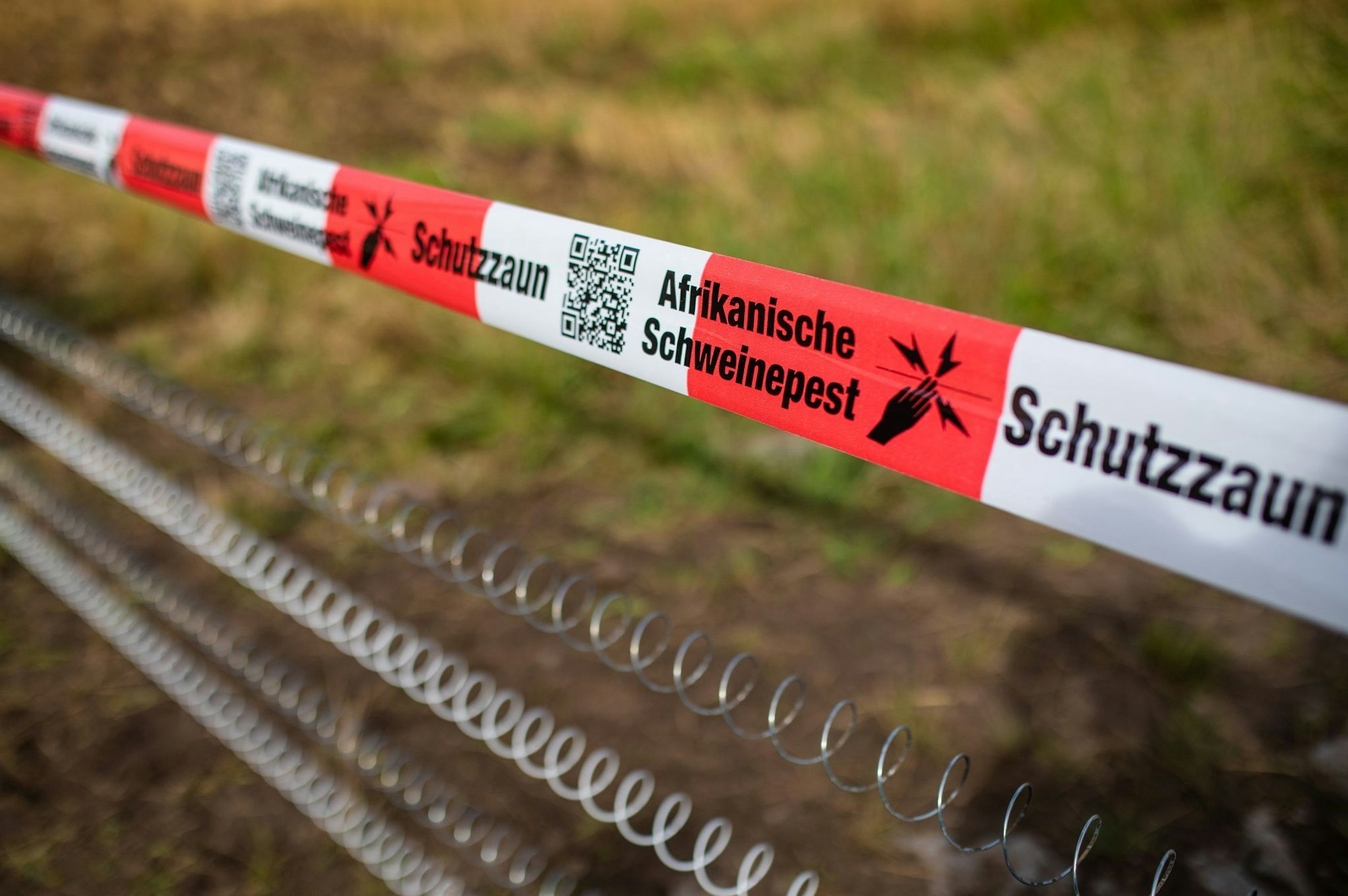 Neue Barriere gegen Tierseuche geplant. (Archivbild)