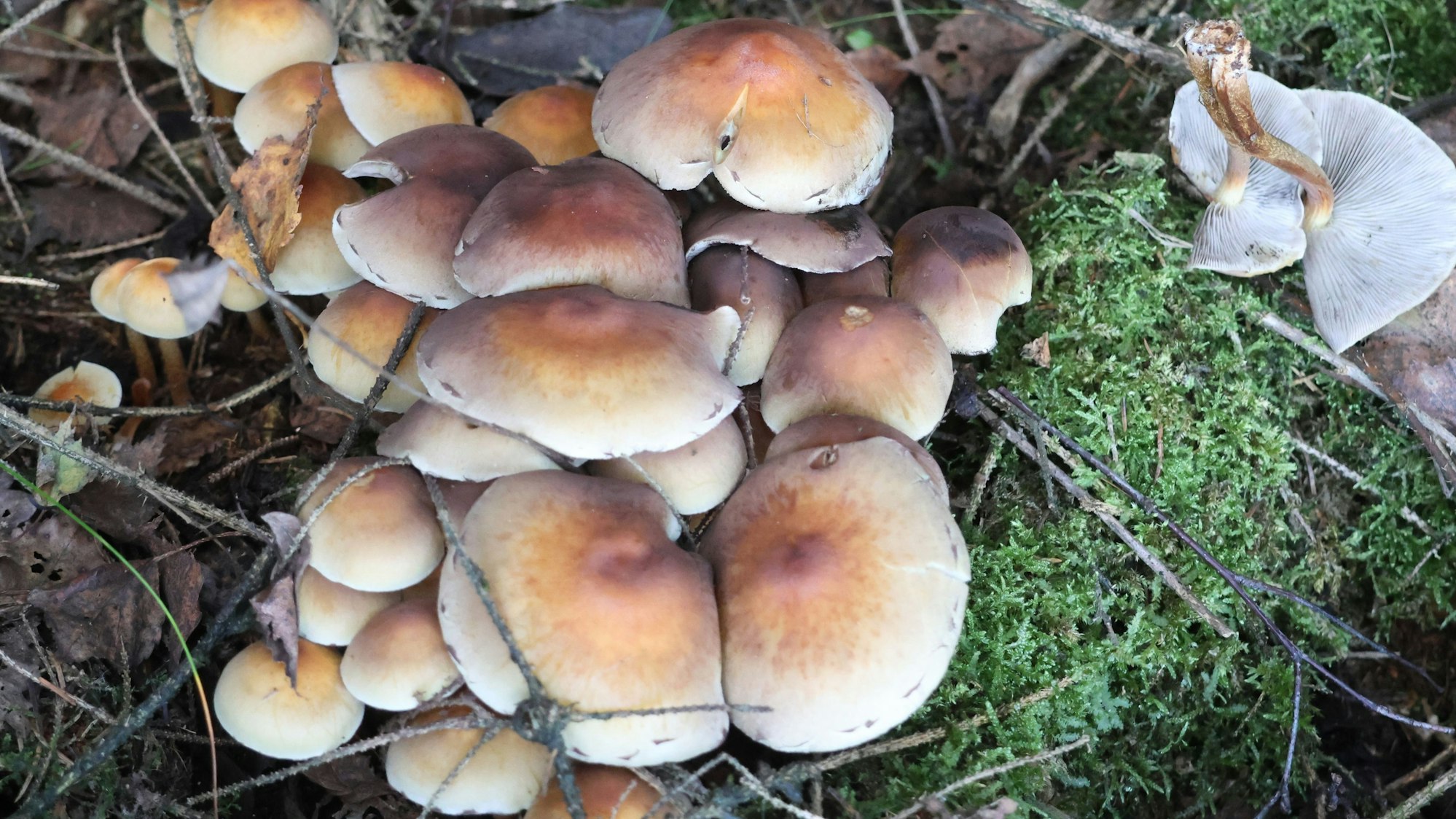 Vorsicht: Der Rauchblättrige Schwefelkopf ist zwar essbar, aber leicht mit seinen giftigen Verwandten zu verwechseln. Auch er war Thema einer Pilz-Exkursion am Reichshofer Hausberg, dem Blockhaus.