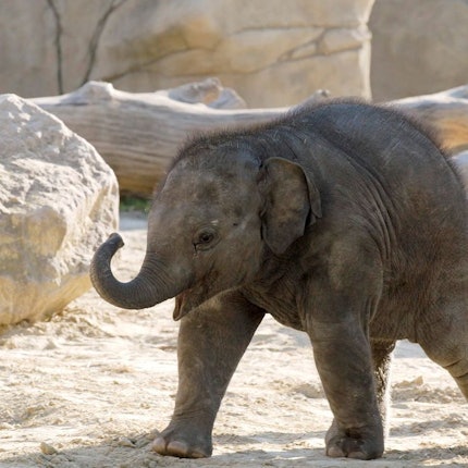 Elefantenbaby Marlar läuft durch das Gehege.