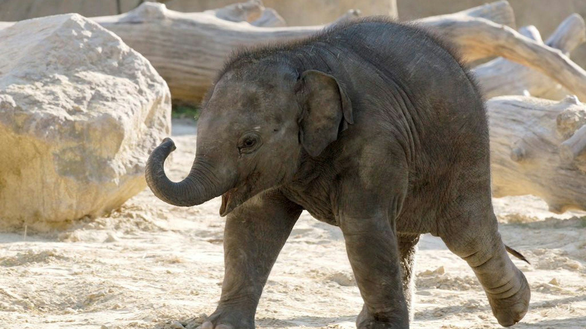 Elefantenbaby Marlar läuft durch das Gehege.
