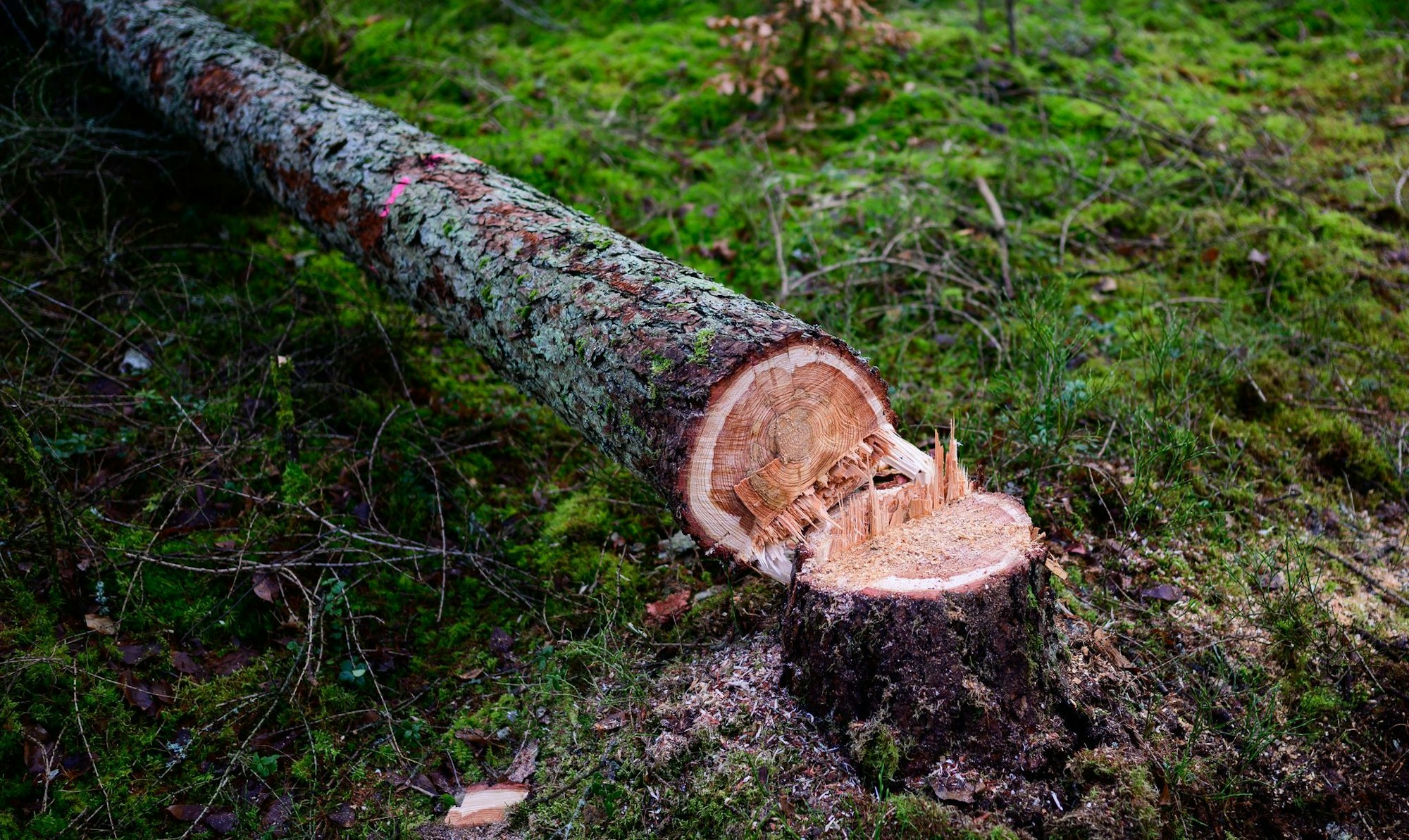 Manche würden die EU-Entwaldungsverordnung gerne zum Fallen bringen. (Symbolbild)