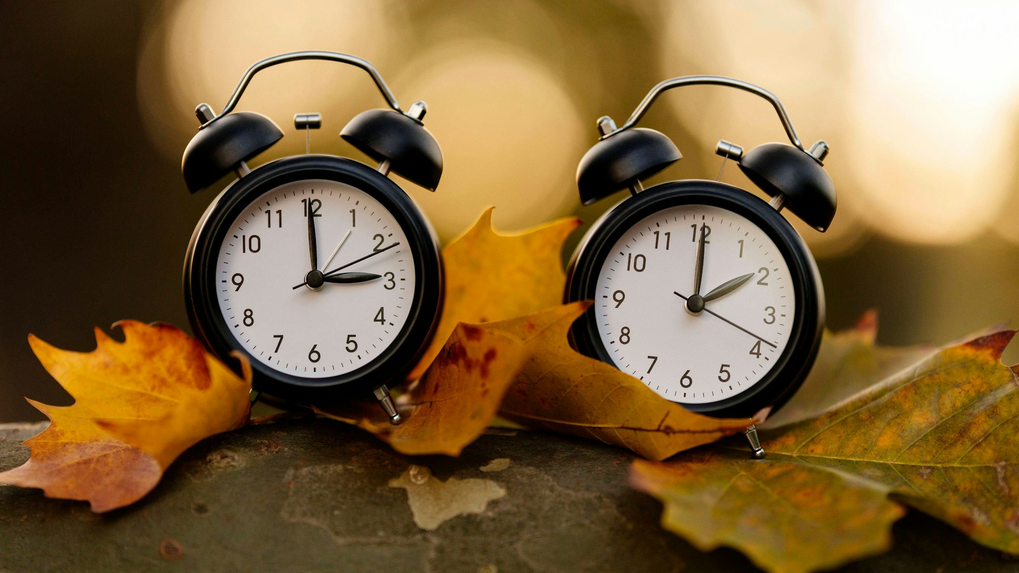 Zwei Wecker im Wald symbolisieren die Umstellung von Sommerzeit zu Winterzeit.