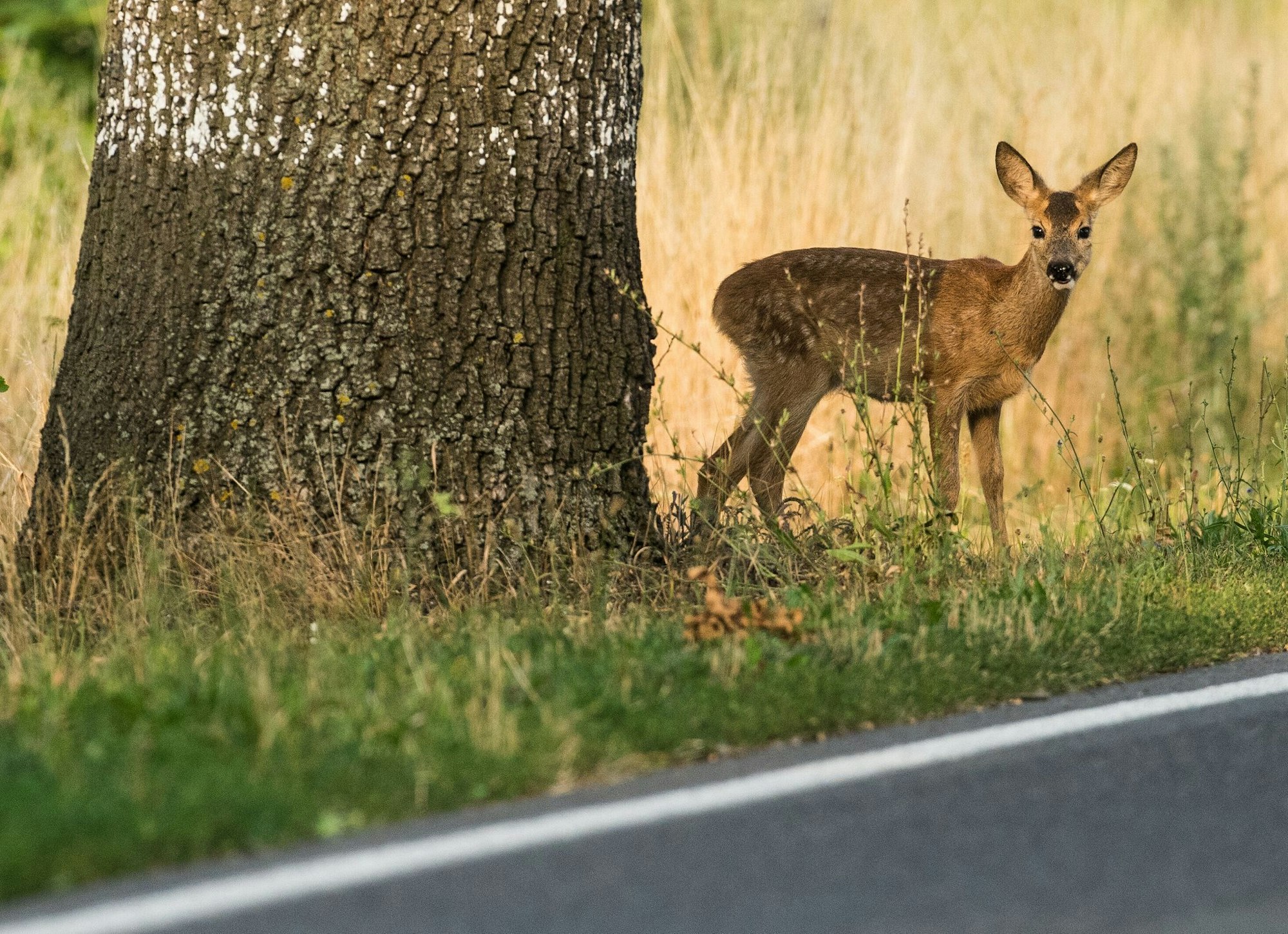 Allein im vergangenen Jagdjahr starben knapp 25.000 Rehe nur auf den Straßen von NRW. (Symbolbild)