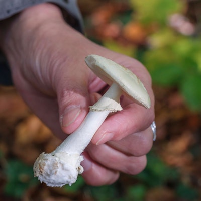 Hand hält einen extrem giftigen Knollenblätterpilz *** Hand holding an extremely poisonous button mushroom Nordrhein-Westfalen Deutschland, Germany GMS17978