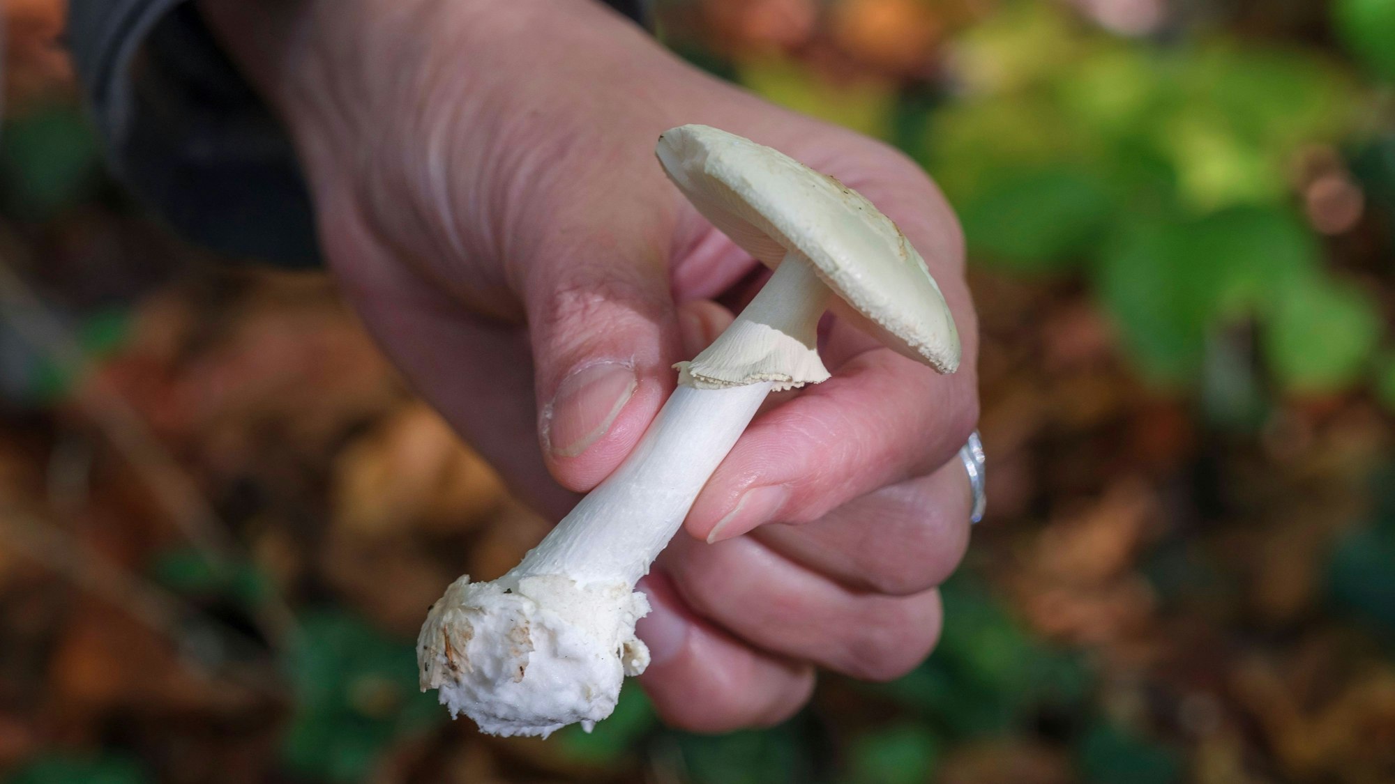 Hand hält einen extrem giftigen Knollenblätterpilz *** Hand holding an extremely poisonous button mushroom Nordrhein-Westfalen Deutschland, Germany GMS17978