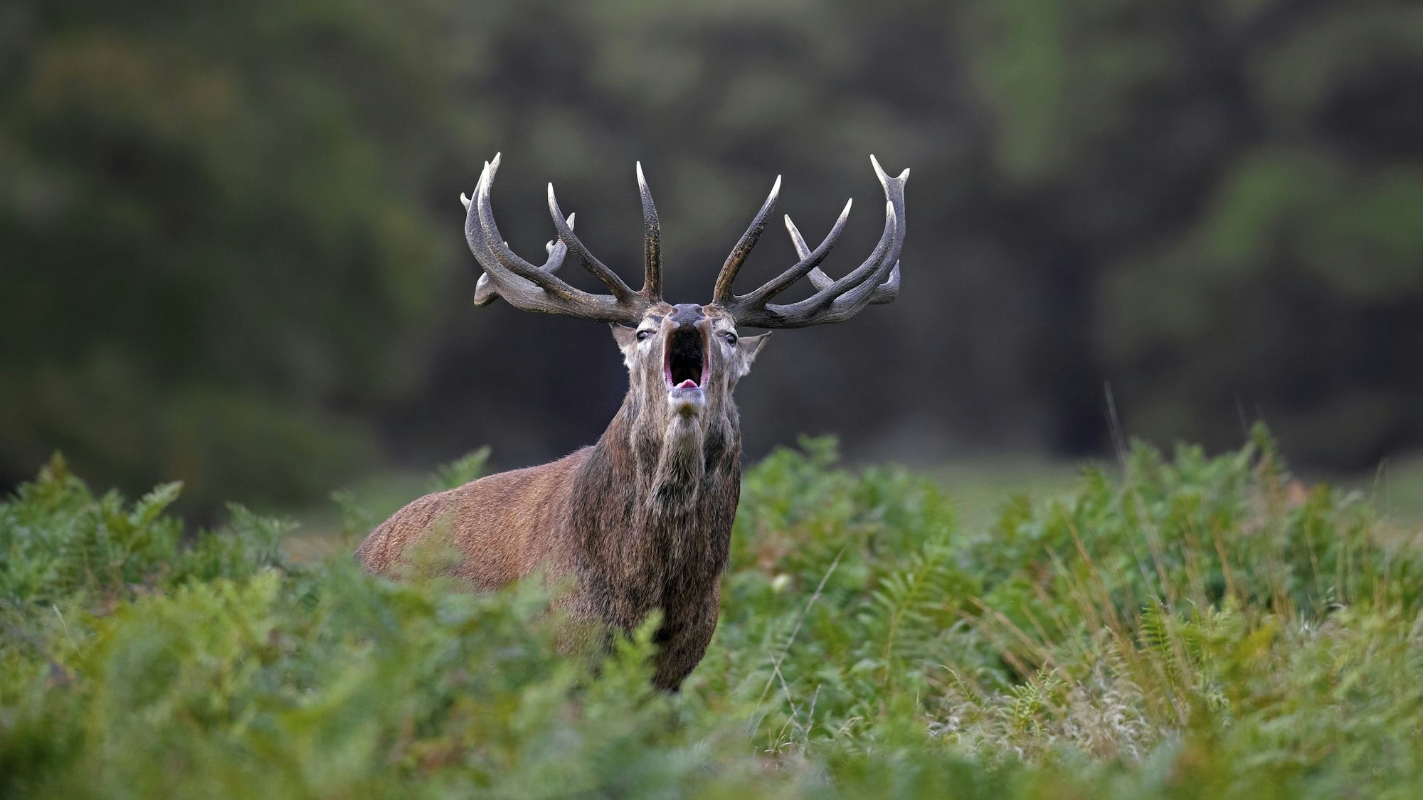 Ein Hirsch röhrt.