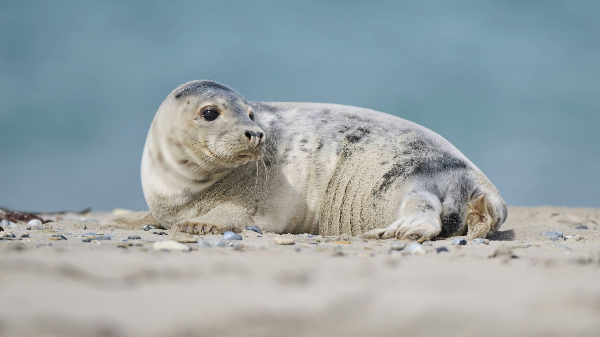 Ein junges Kegelrobben-Tier ruht im Sand vor den Dünen.