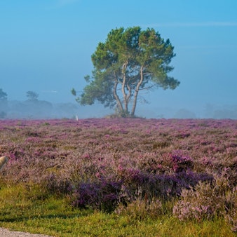 Herbst über der Zuiderheide, eine Kuh steht neben der Heide.