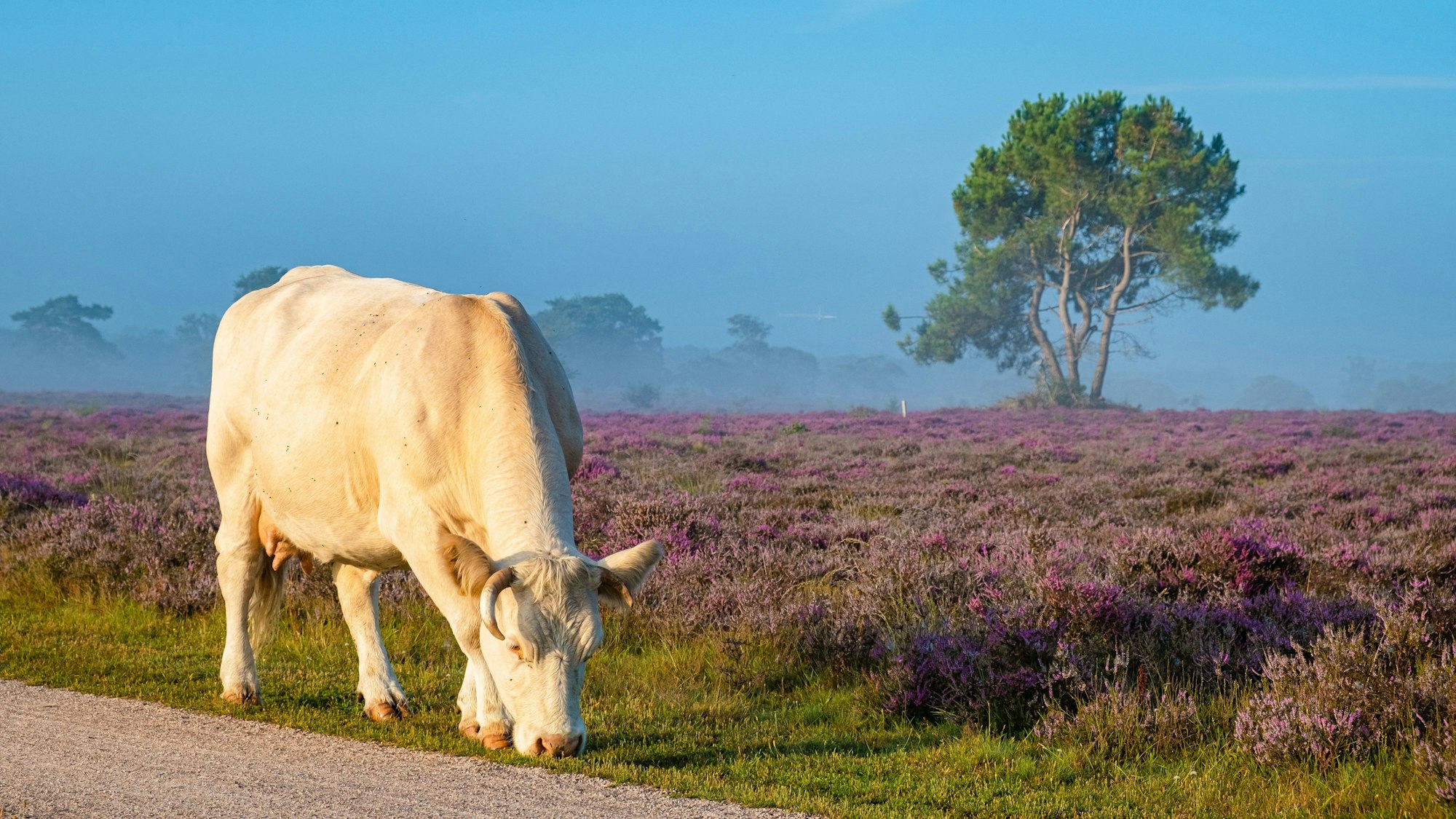 Herbst über der Zuiderheide, eine Kuh steht neben der Heide.