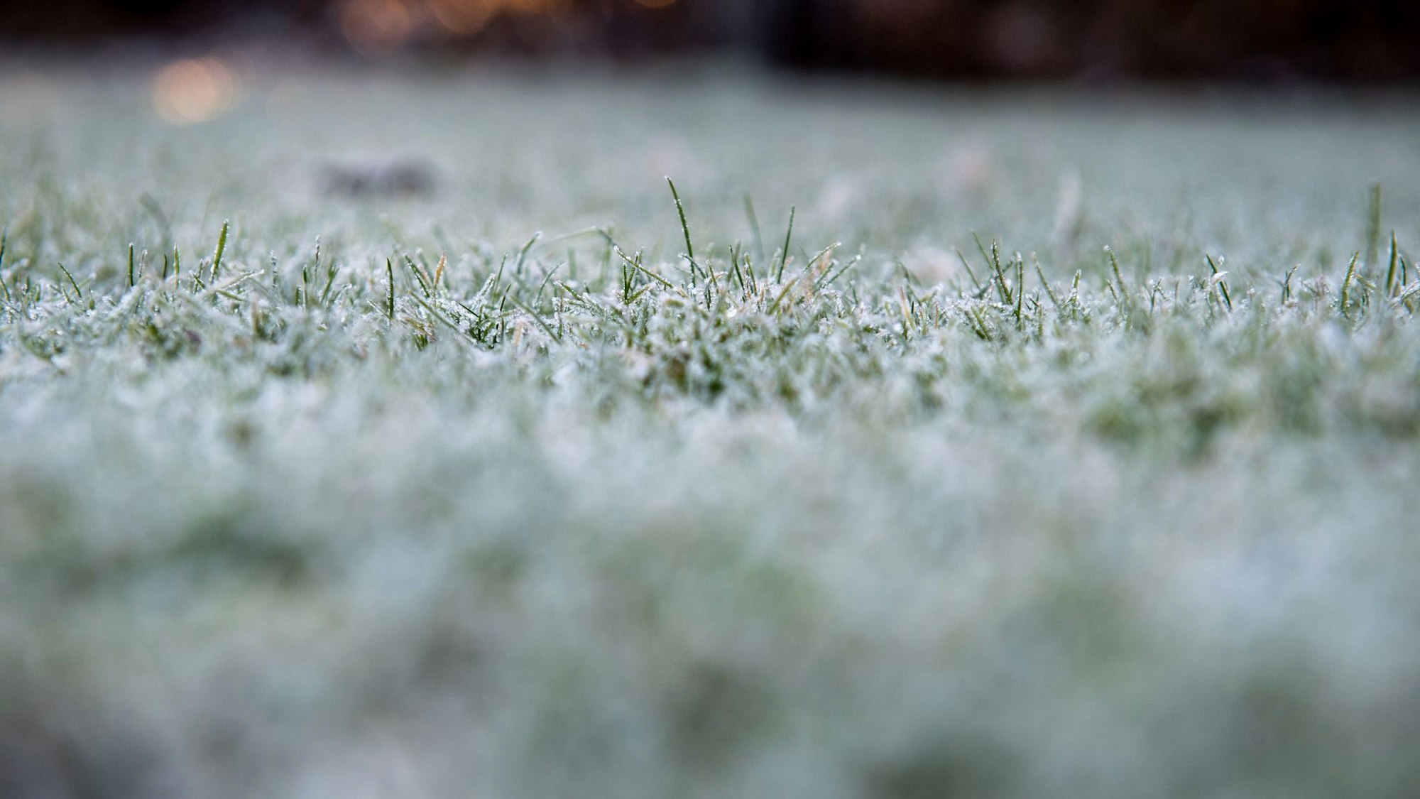 Mit der richtigen Vorbereitung kommt der Rasen gut durch den Winter: Mähen bis die Temperaturen unter 10 Grad fallen, Laub entfernen und im Oktober noch einmal mit speziellem Herbstdünger versorgen.