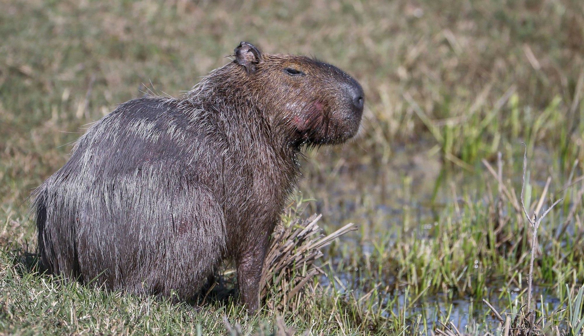 Capybara und andere Wildtiere wurden bei der Operation beschlagnahmt. (Archivbild)