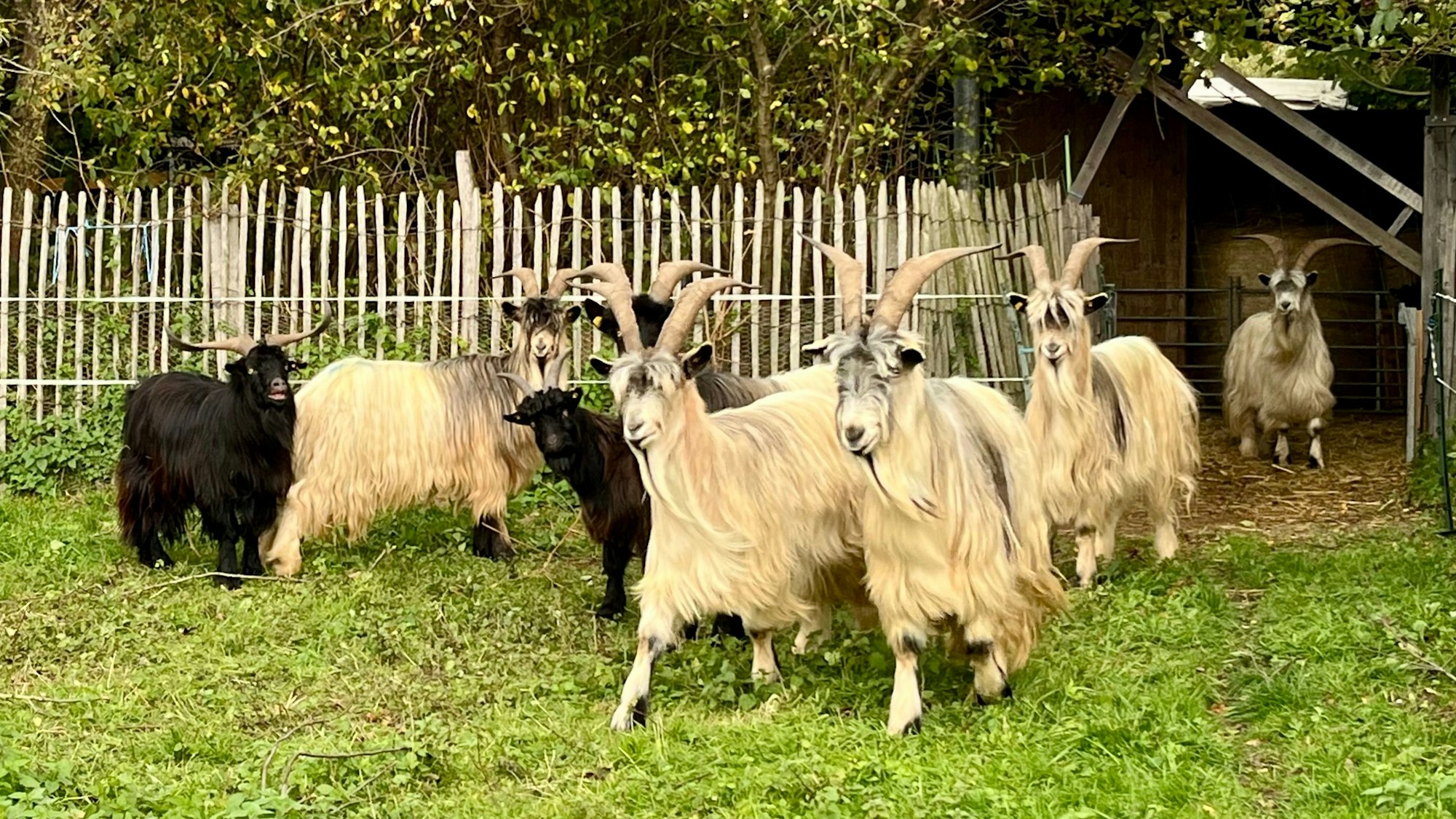 Zu sehen sind Ziegen mit langem Fell.
