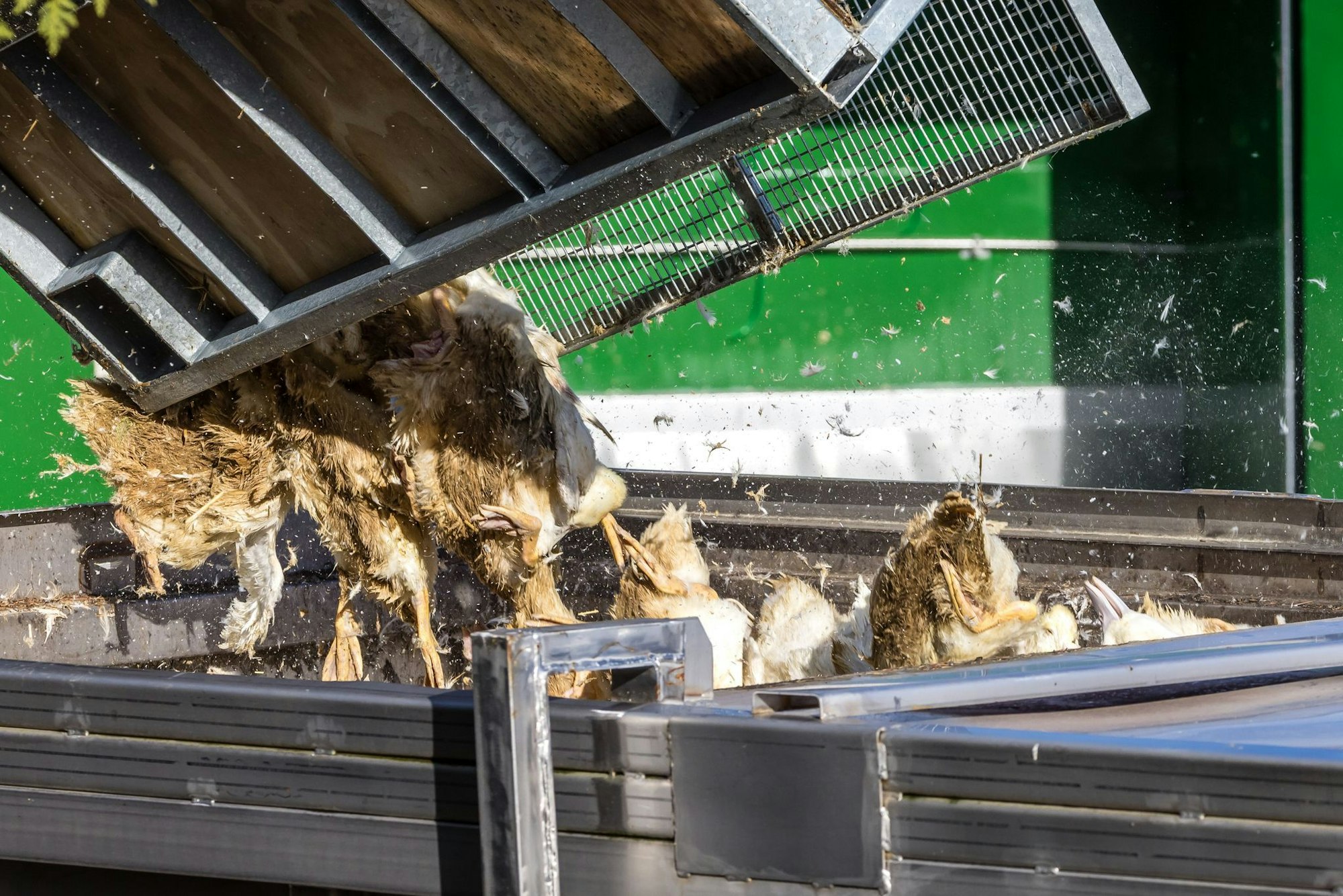 Wegen der Geflügelpest müssen in Deutschland derzeit viele Tausend Hühner, Gänse, Enten und Puten gekeult werden.